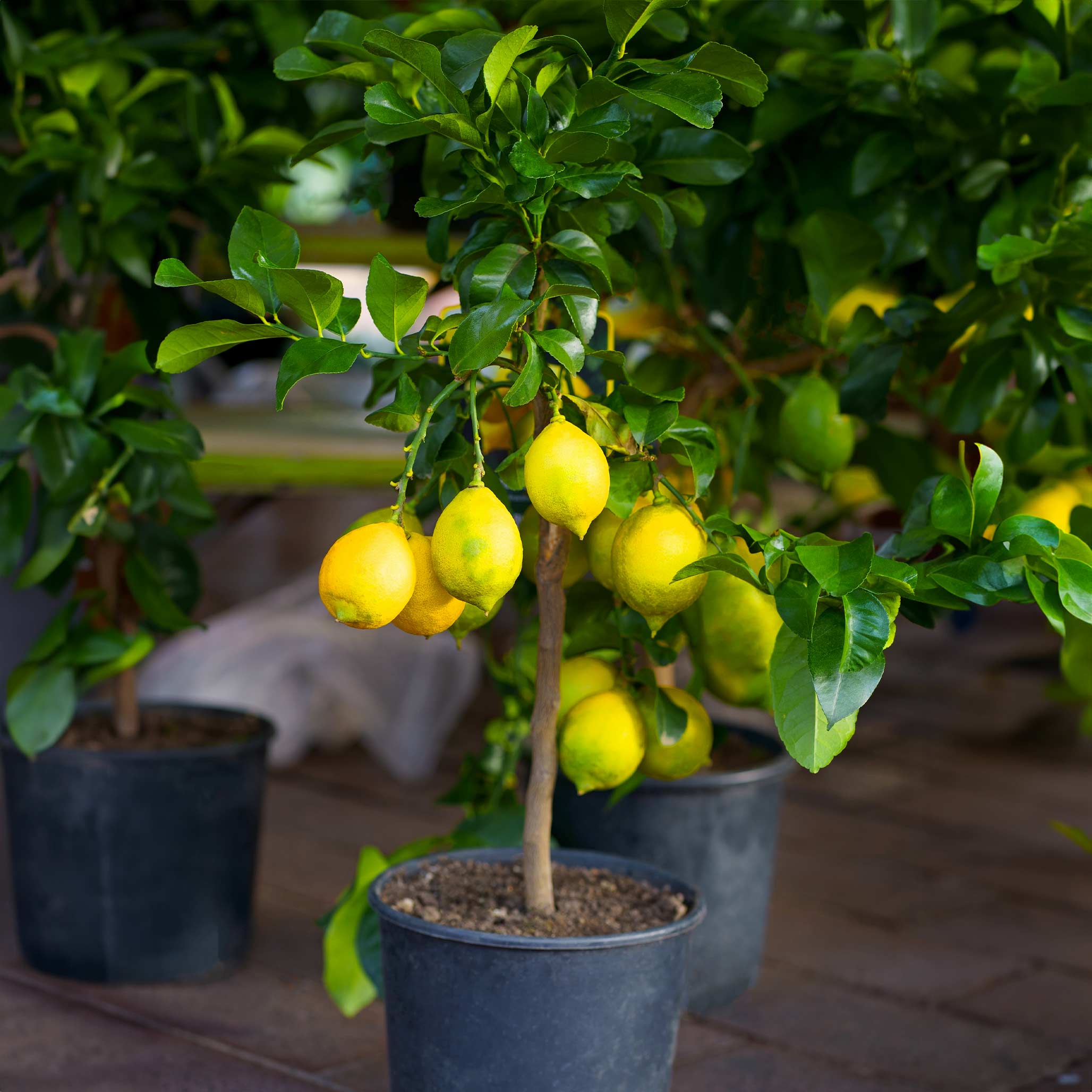 Improved Meyer Lemon Bush - Image 3