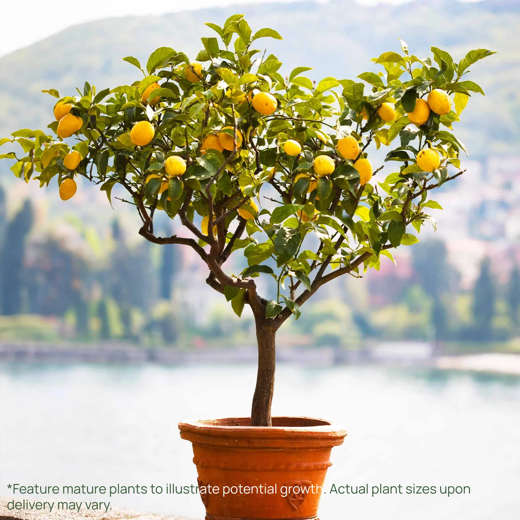Improved Meyer Lemon Tree - Image 2