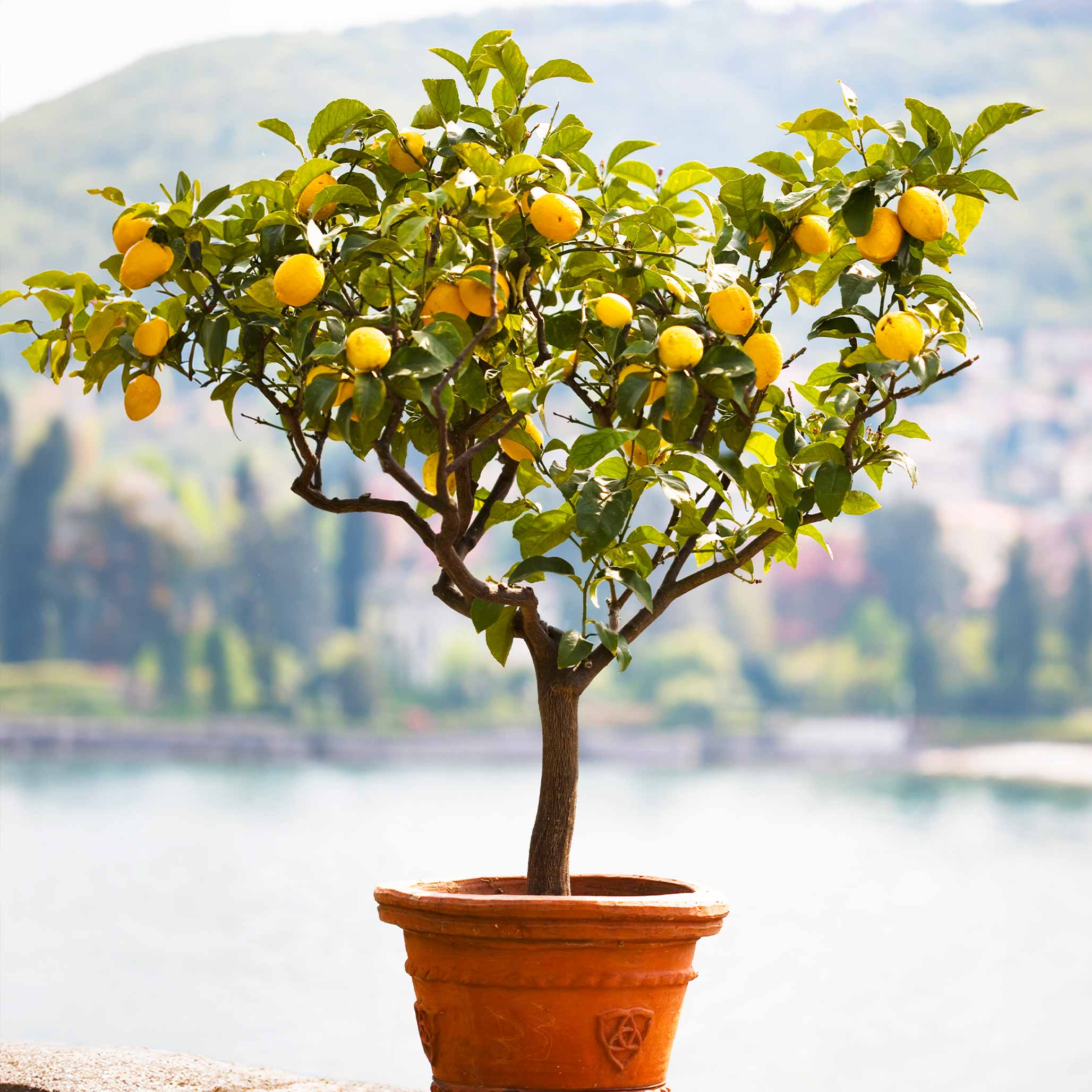 Improved Meyer Lemon Tree (CA) - Image 2