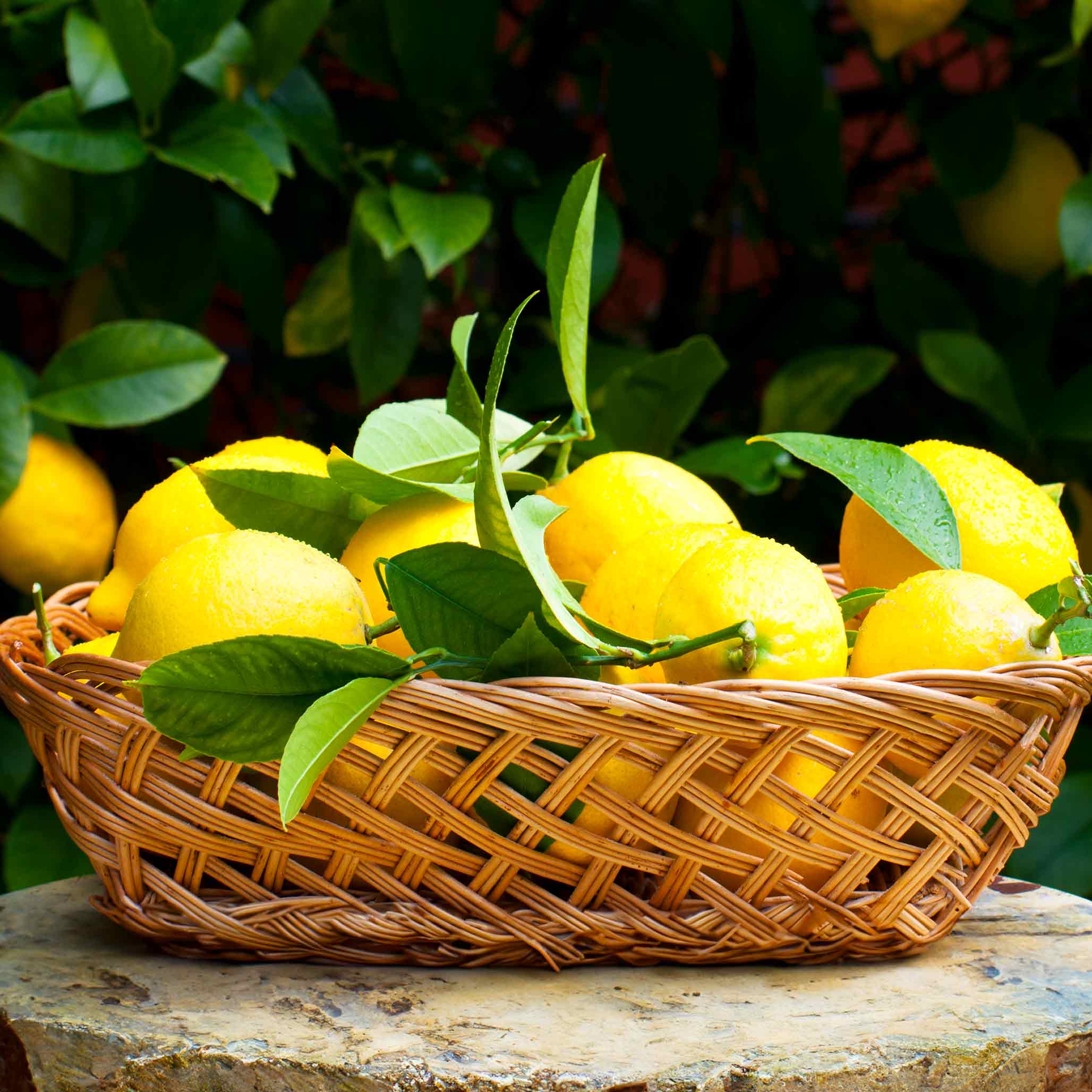 Improved Meyer Lemon Tree (CA) - Image 3