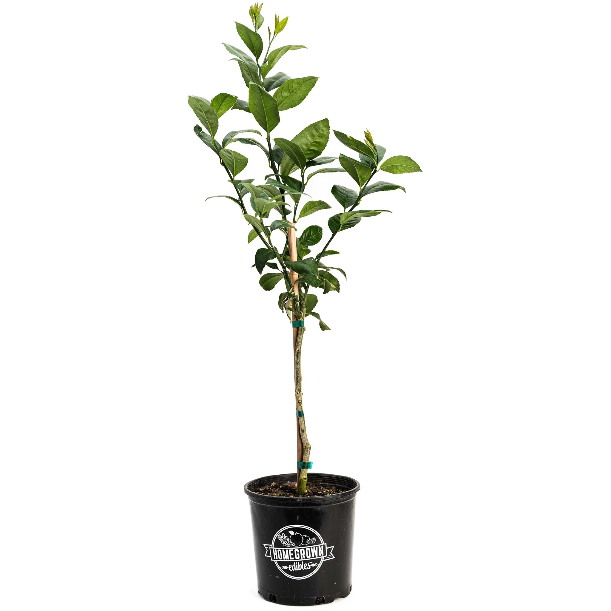 Improved Meyer Lemon Tree (CA) - Image 4