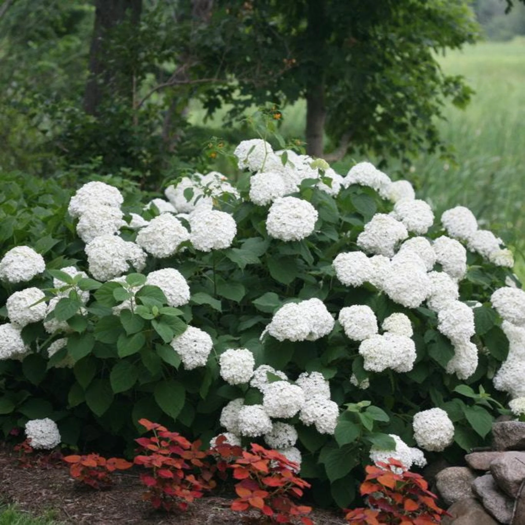 Incrediball® Hydrangea - Image 2