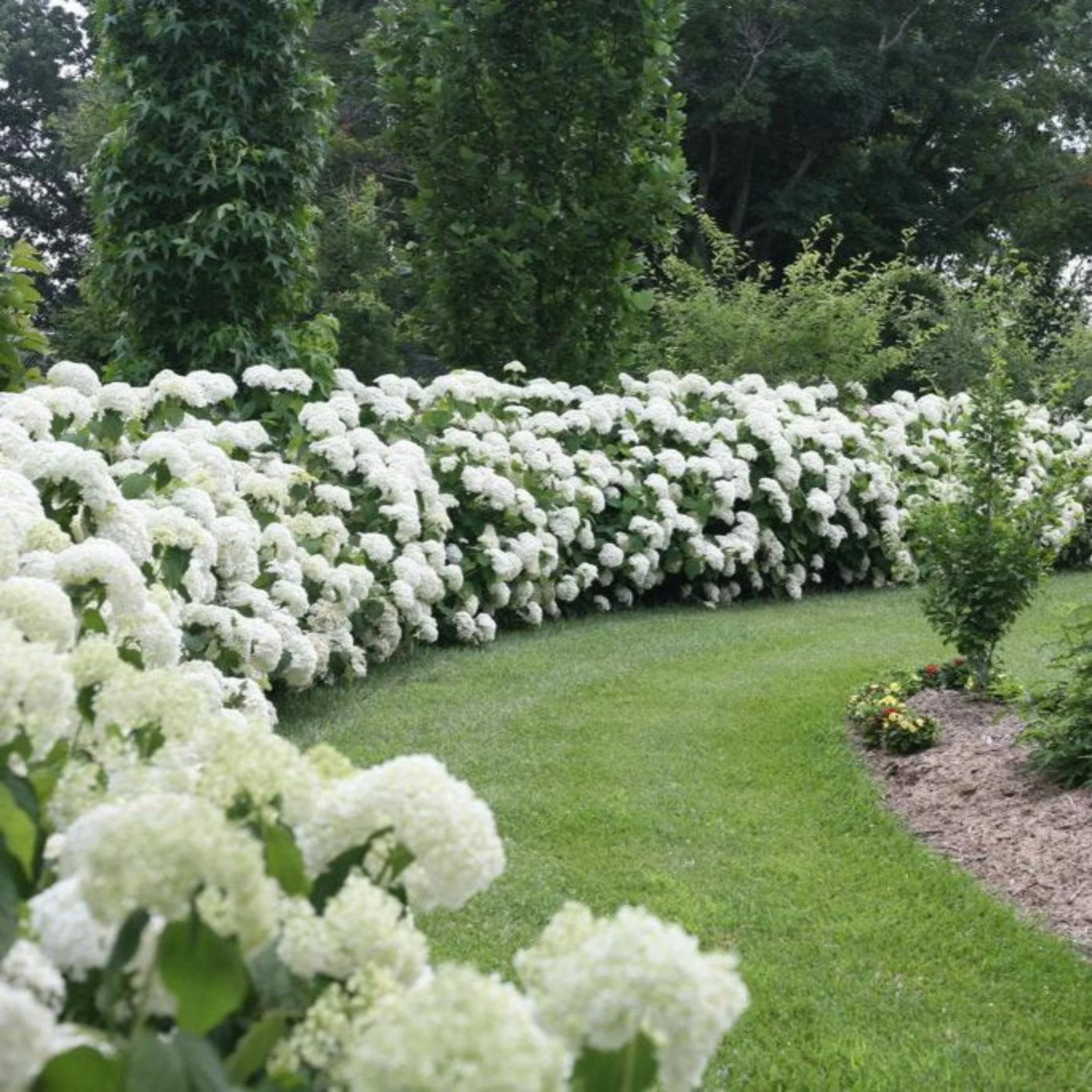 Incrediball® Hydrangea - Image 3