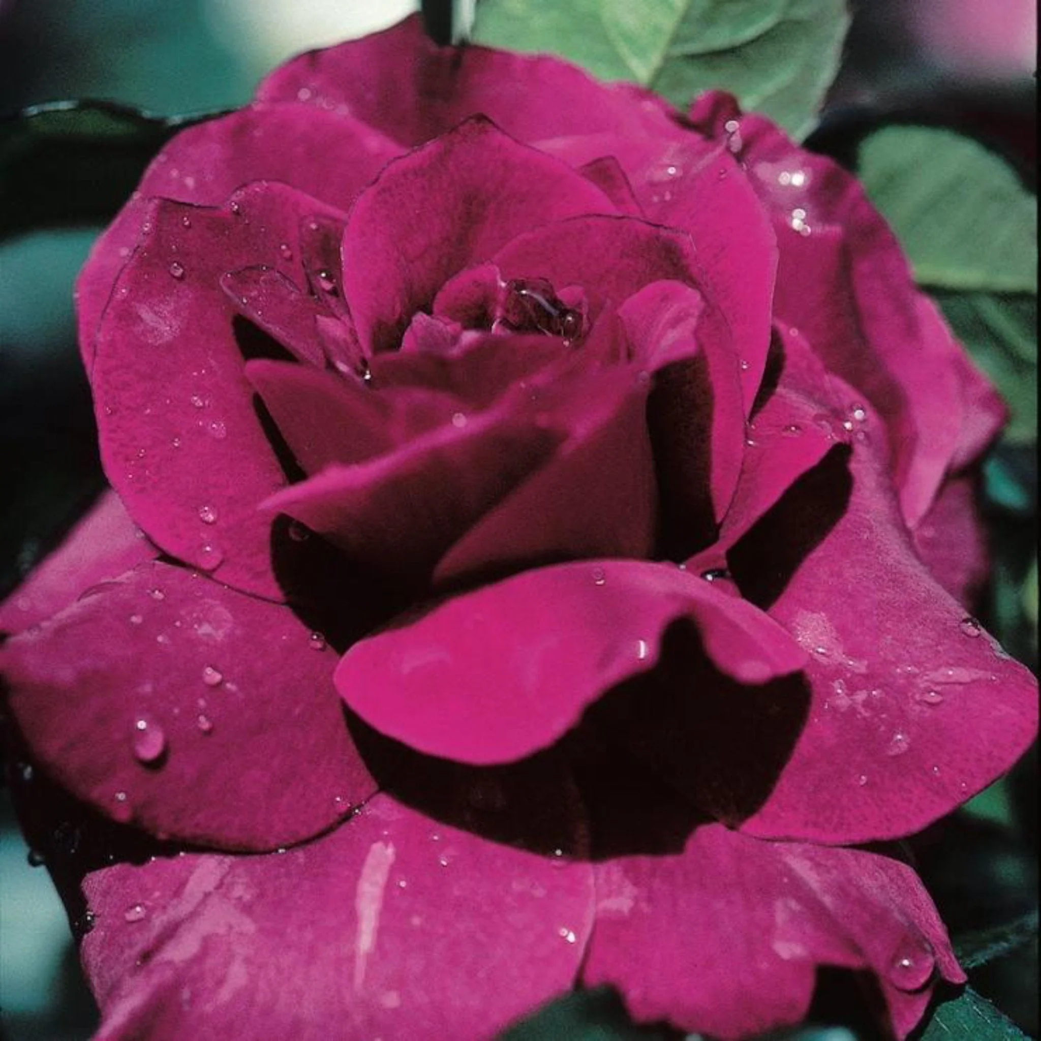 Intrigue Rose - Image 2