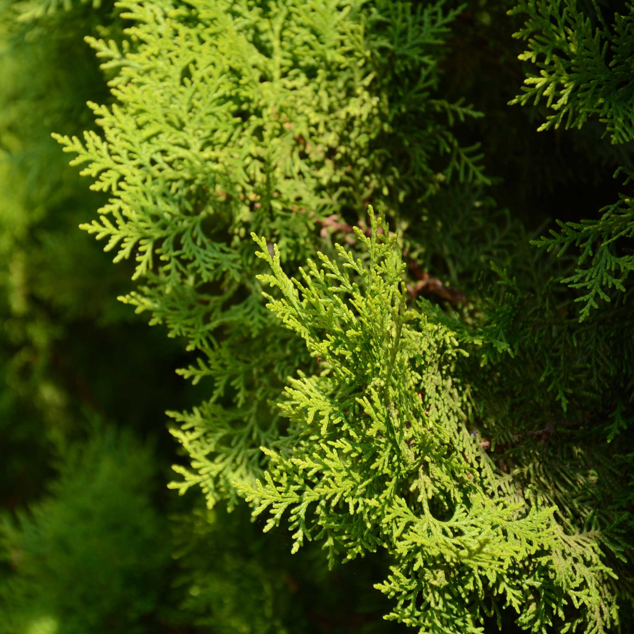 Italian Cypress - Image 2
