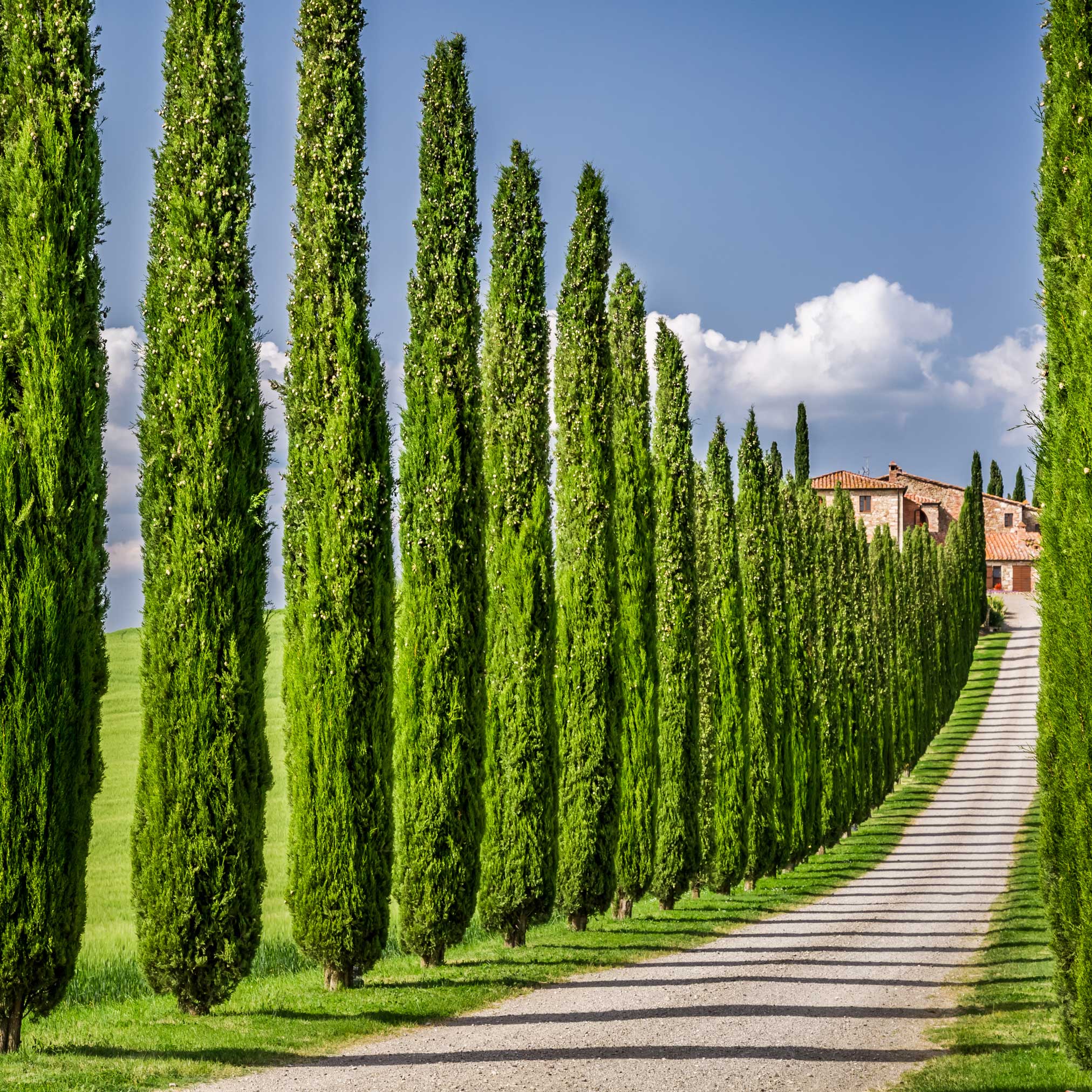 Italian Cypress - Image 3