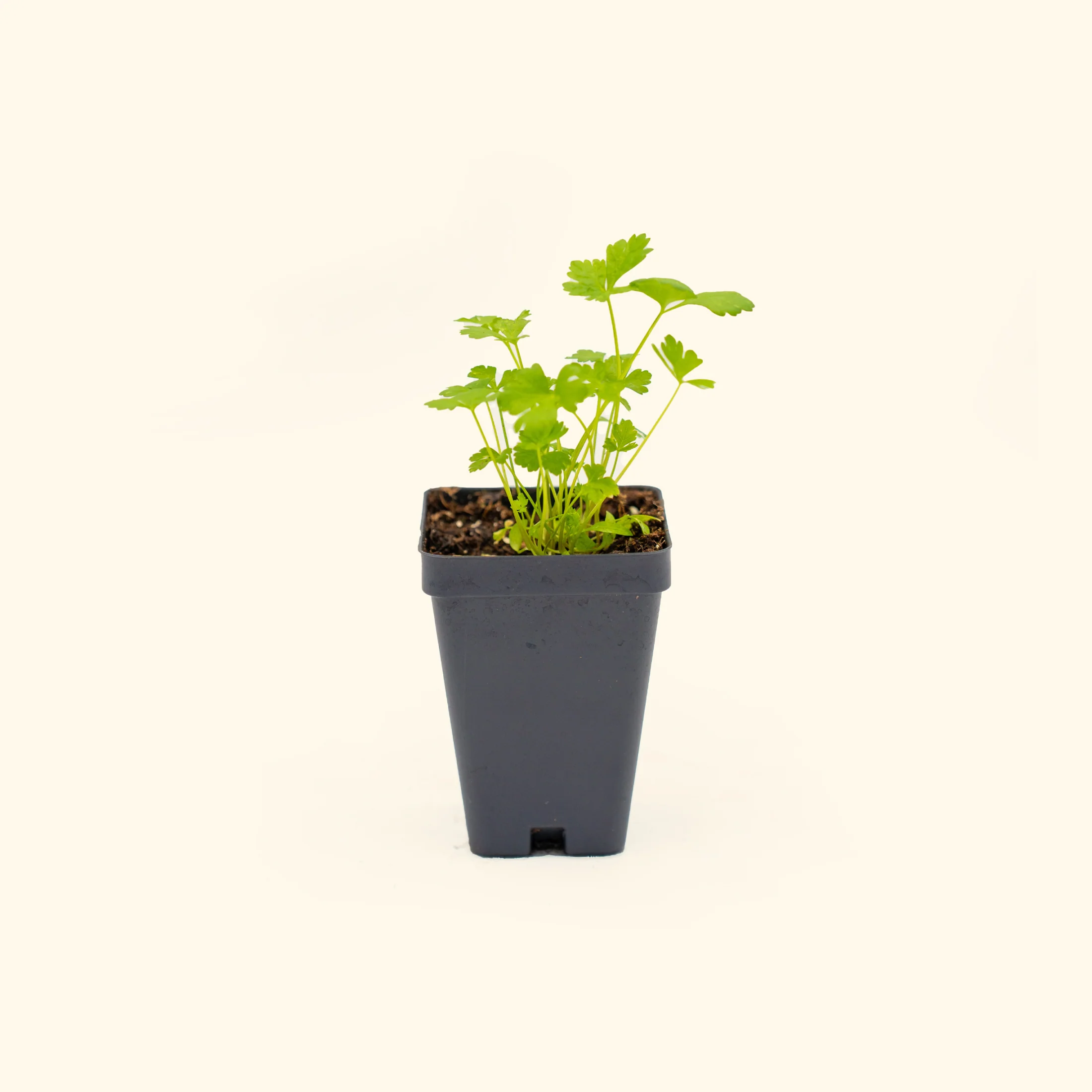 Italian Flat Leaf Parsley Seedling - Image 2