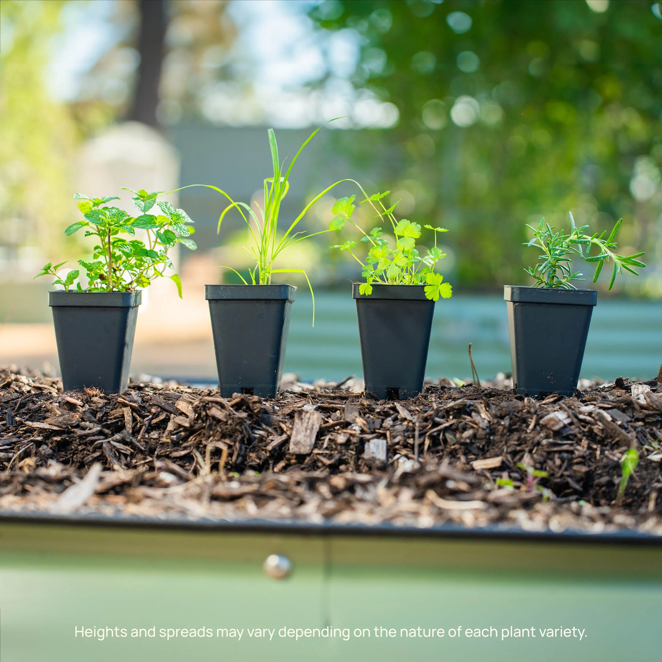 Italian Flat Leaf Parsley Seedling - Image 4