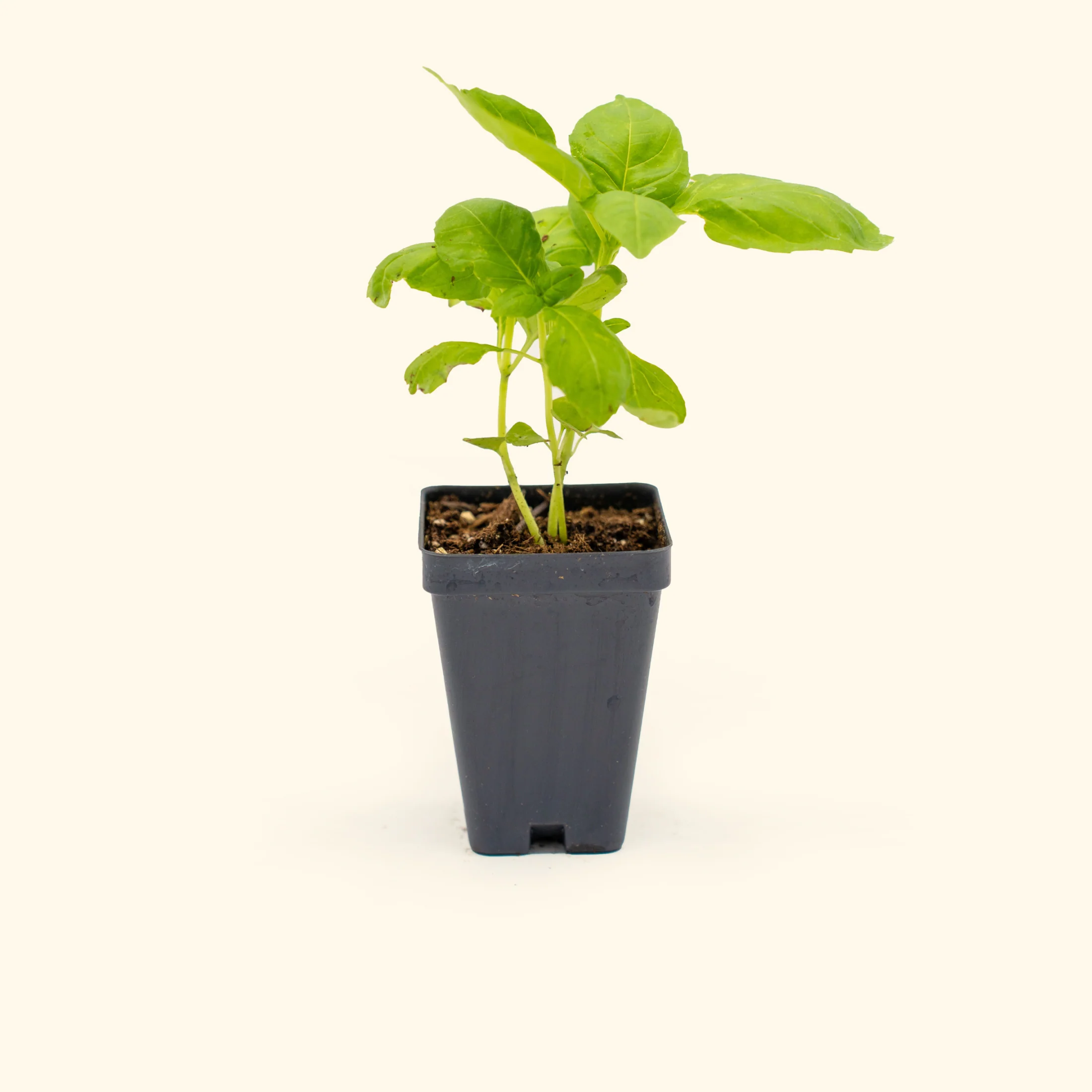 Italian Large Leaf Basil Seedling - Image 2