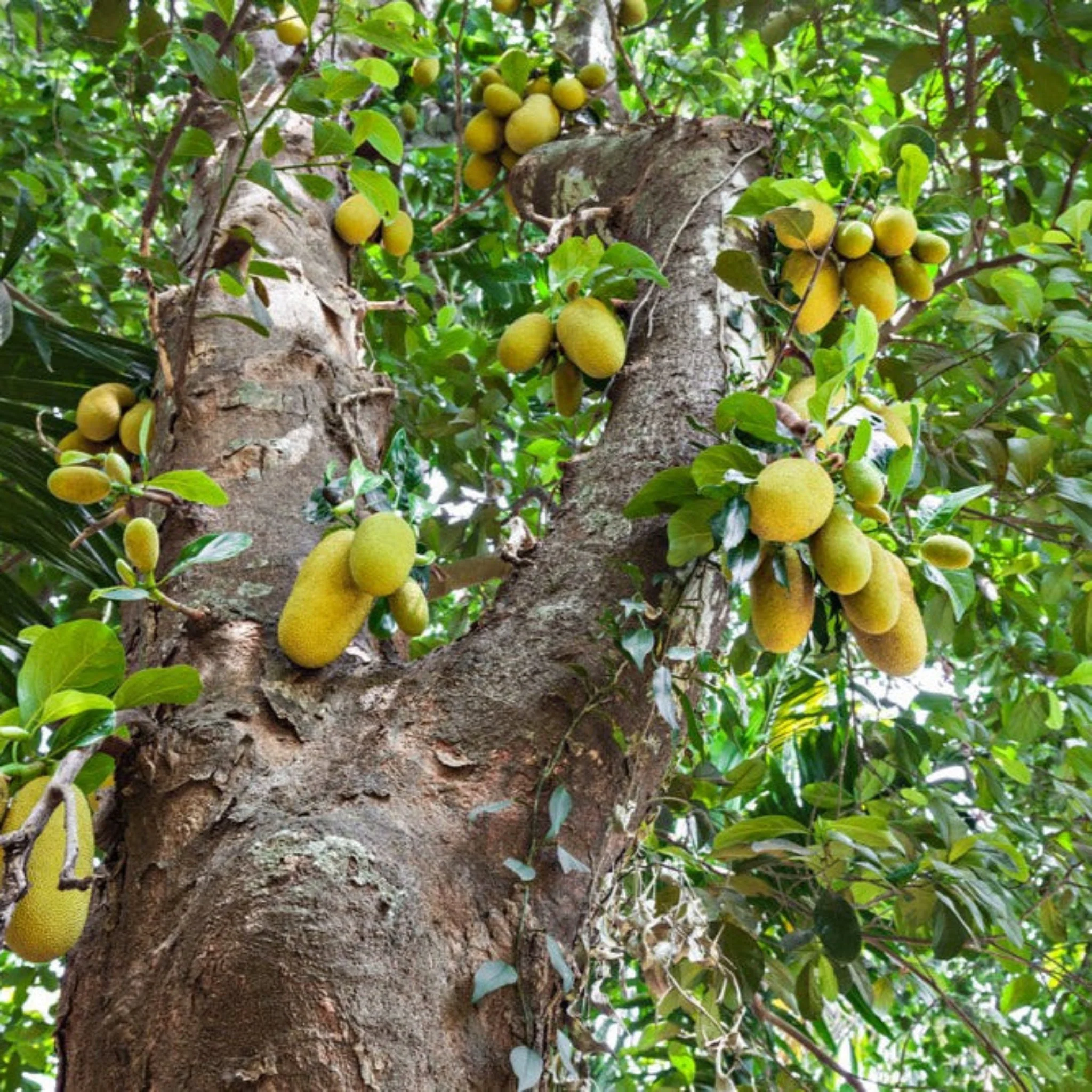 Jackfruit Tree - Image 2