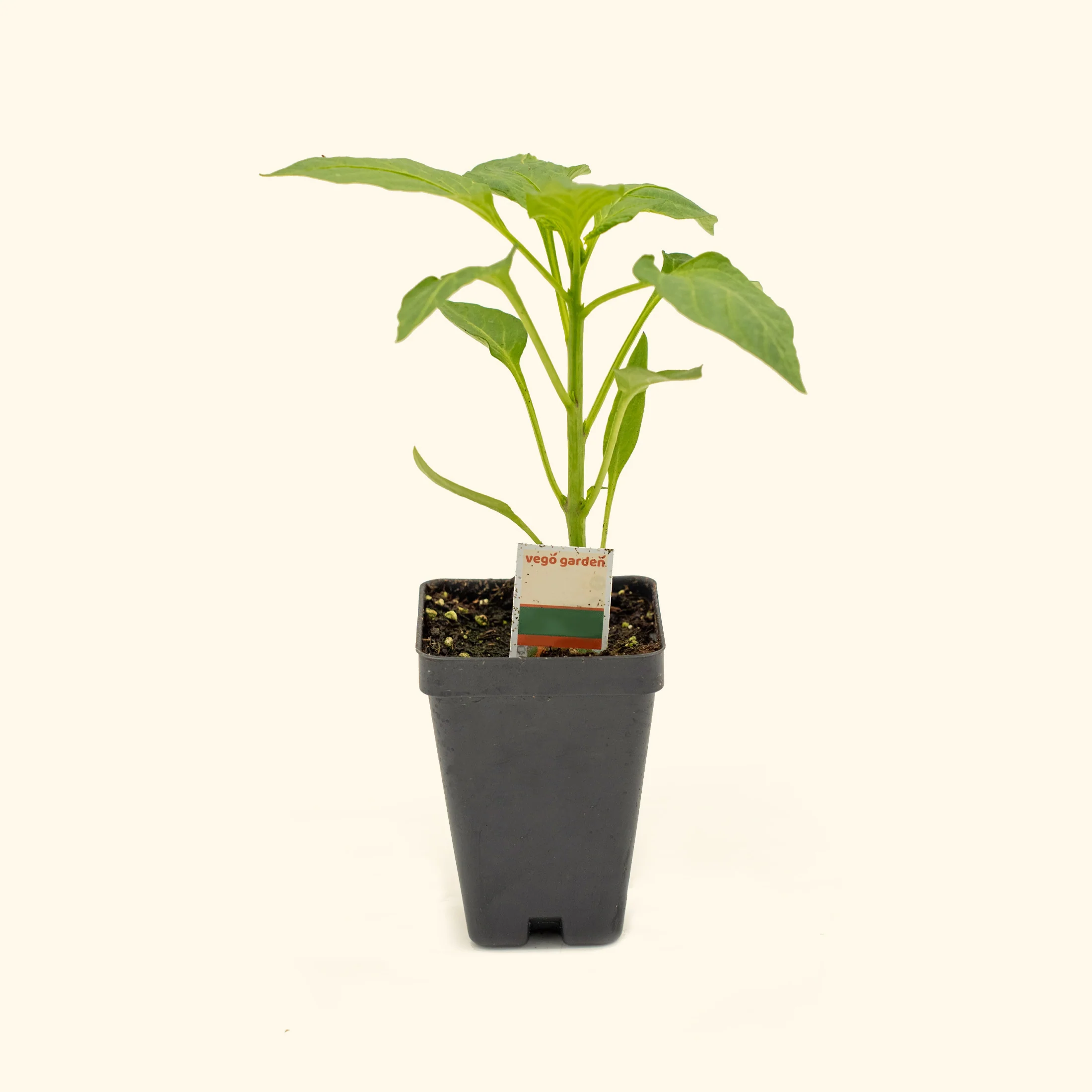 Jalapeño TAM Pepper Seedling - Image 2