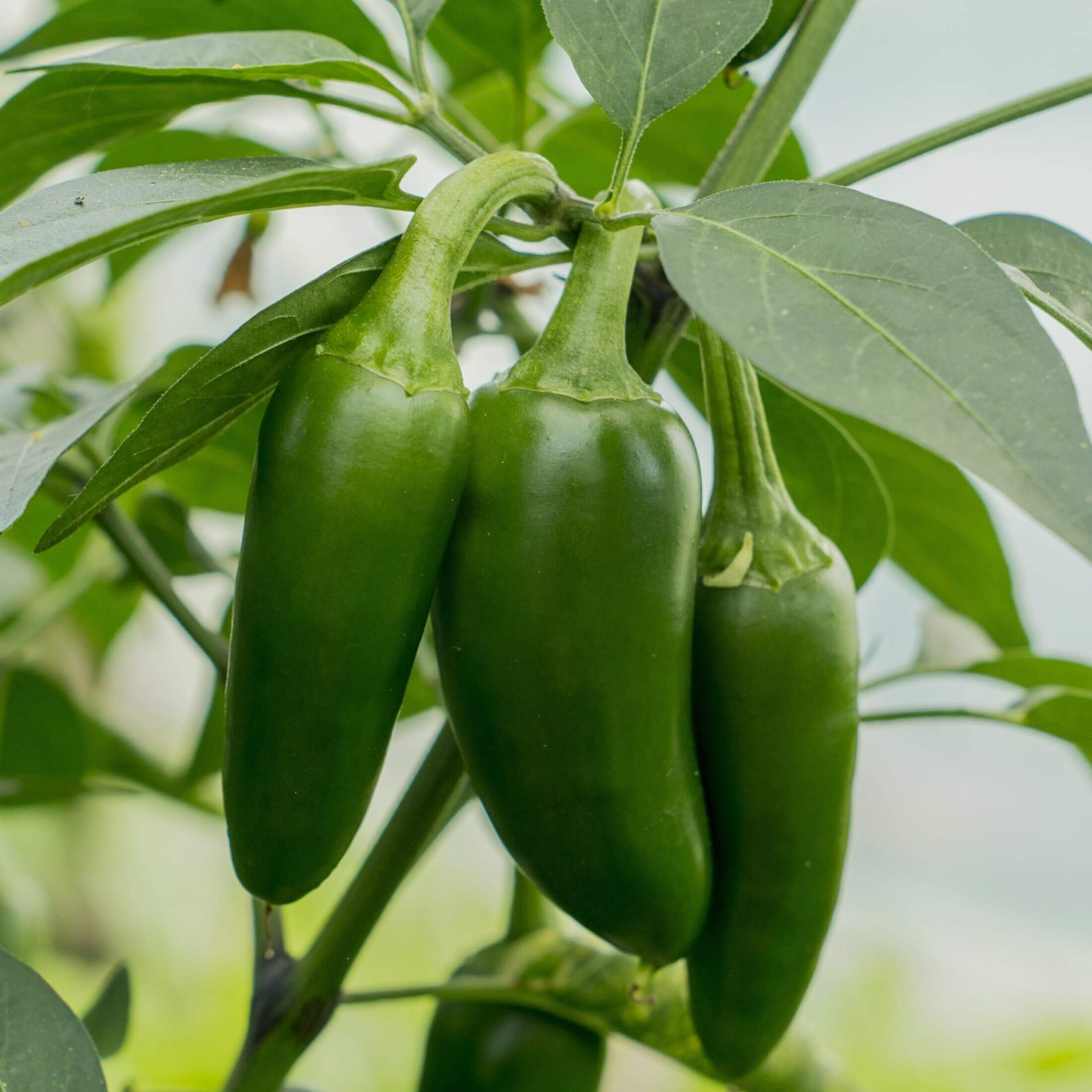 Jalapeño TAM Pepper Seedling - Image 5