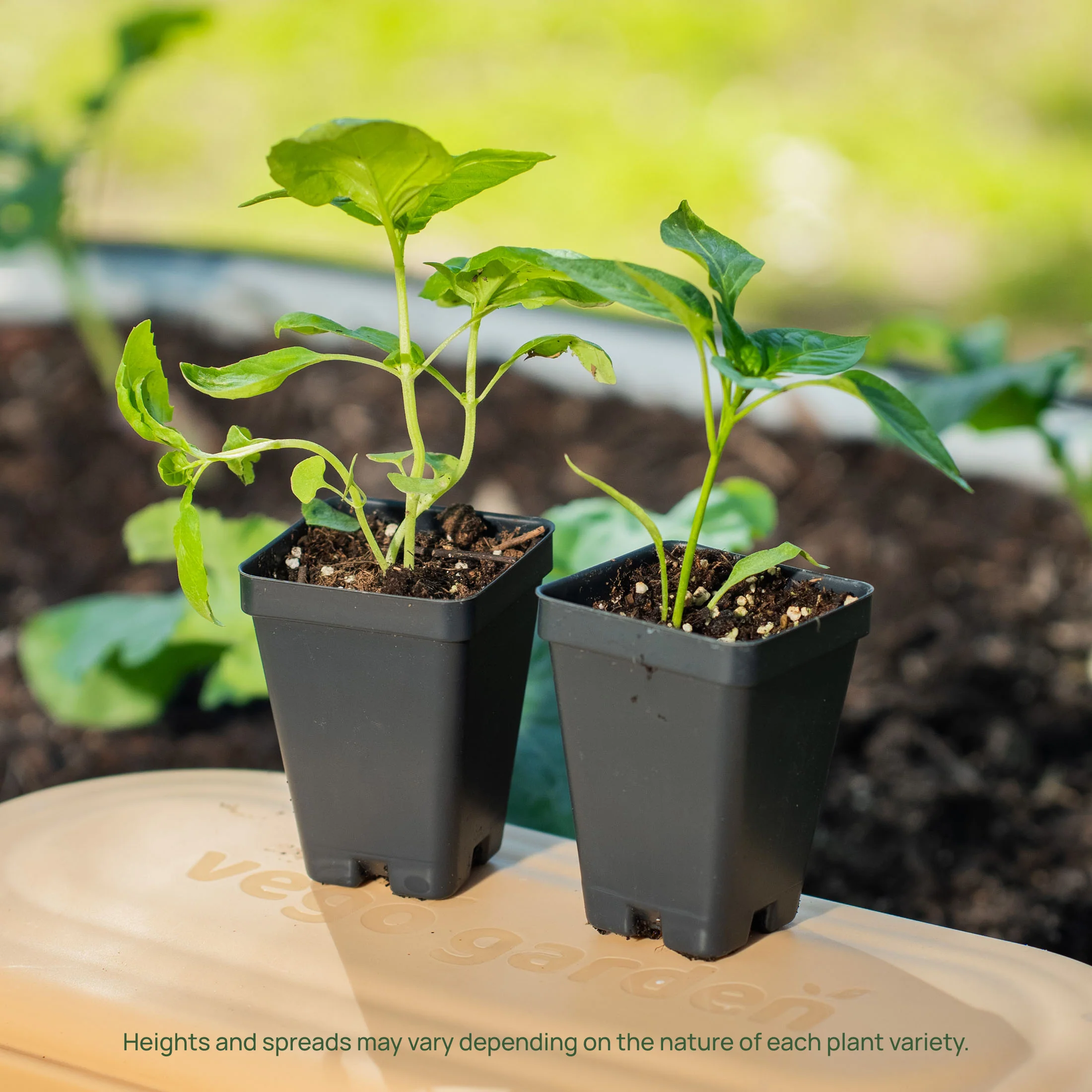 Jalapeño TAM Pepper Seedling - Image 6