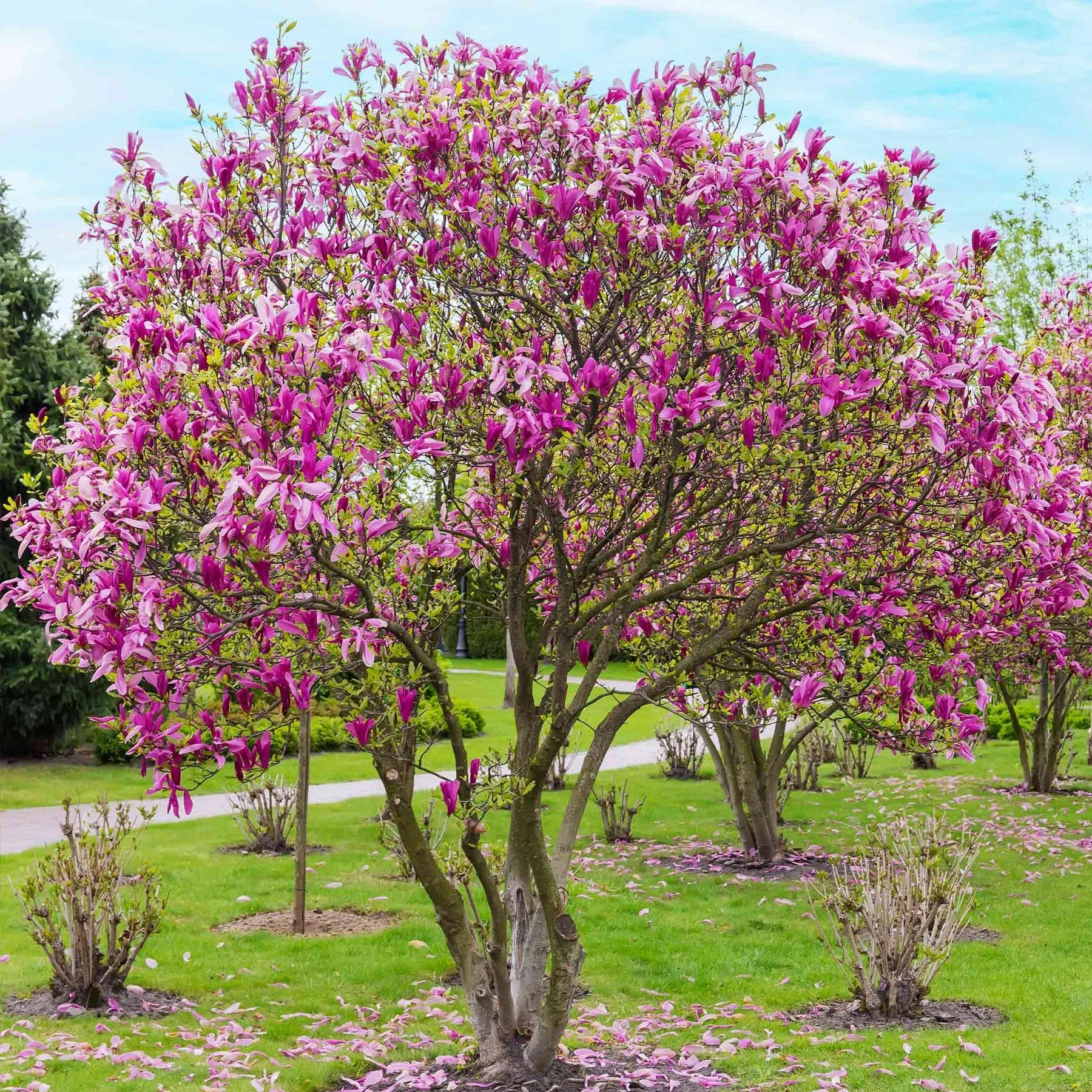 Jane Magnolia - Image 2