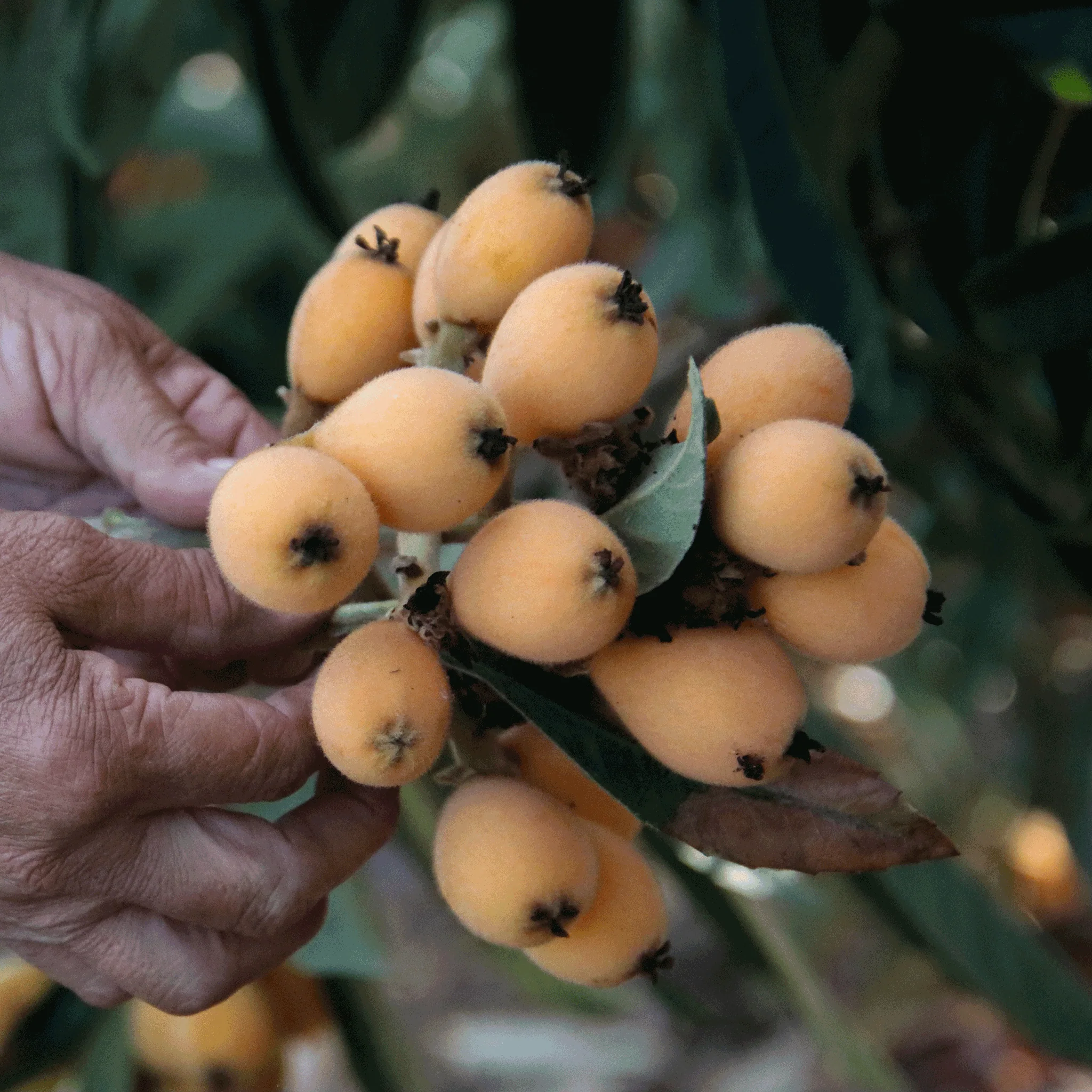 Japanese Loquat - Image 2