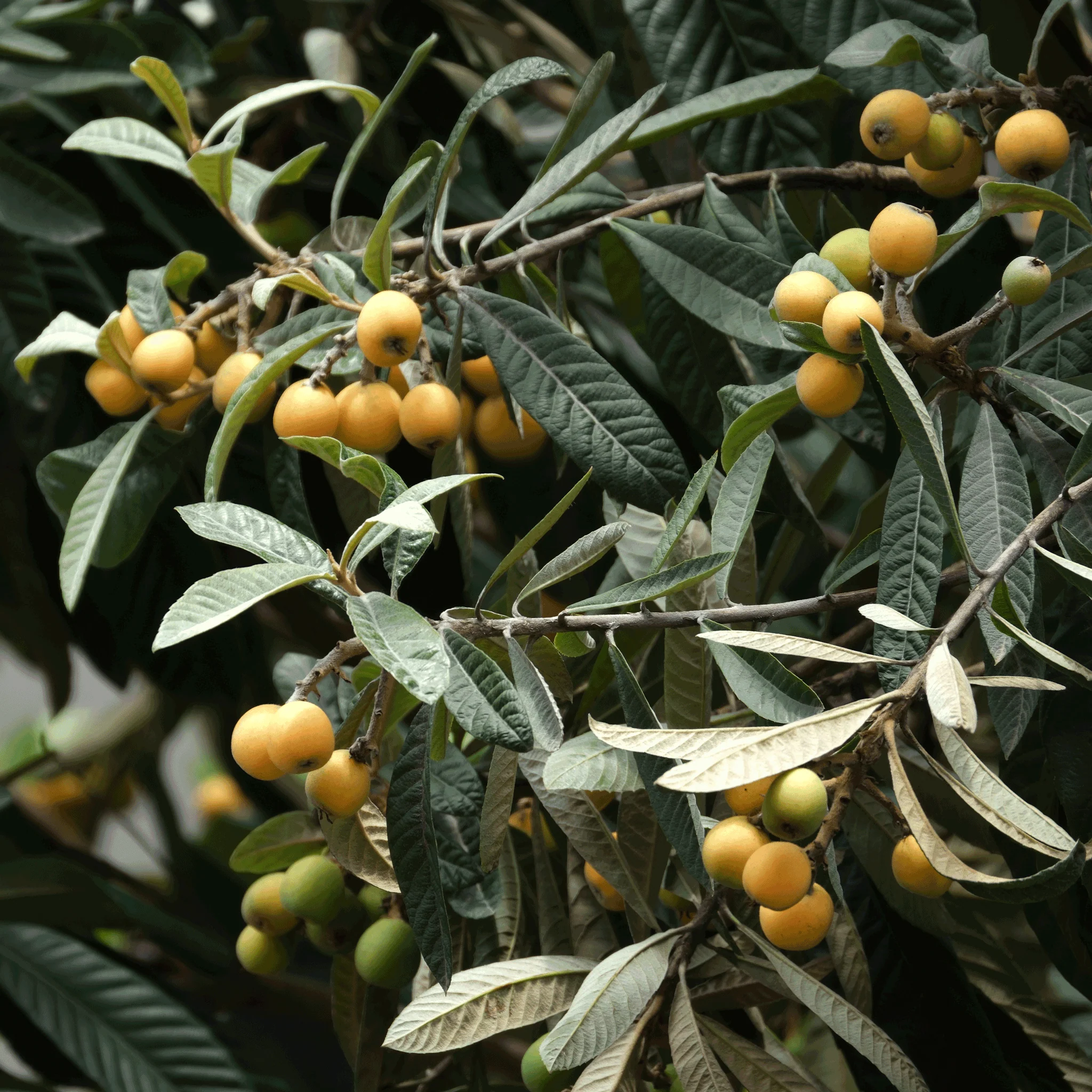 Japanese Loquat - Image 3