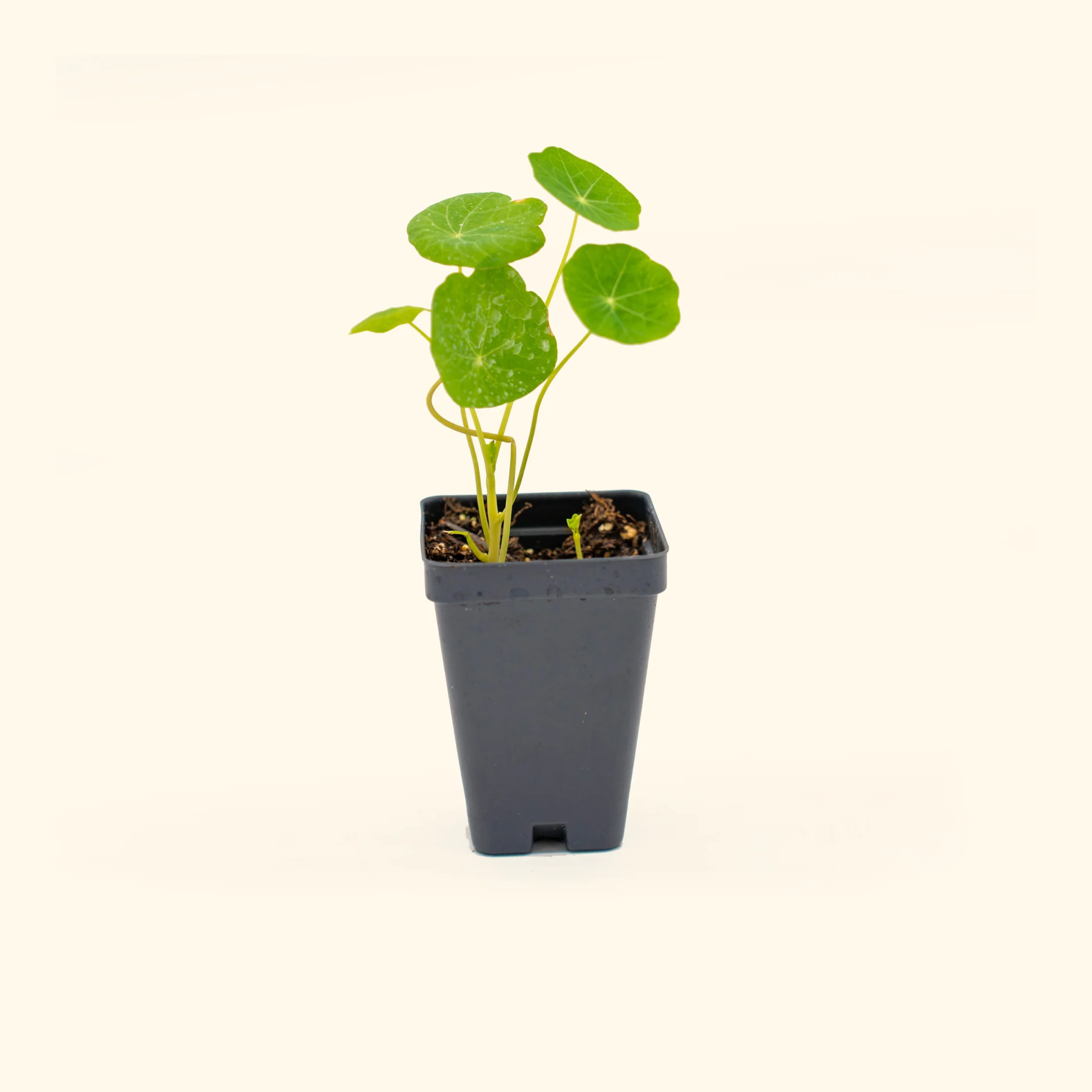 Jewel Mix Nasturtium Seedling - Image 2