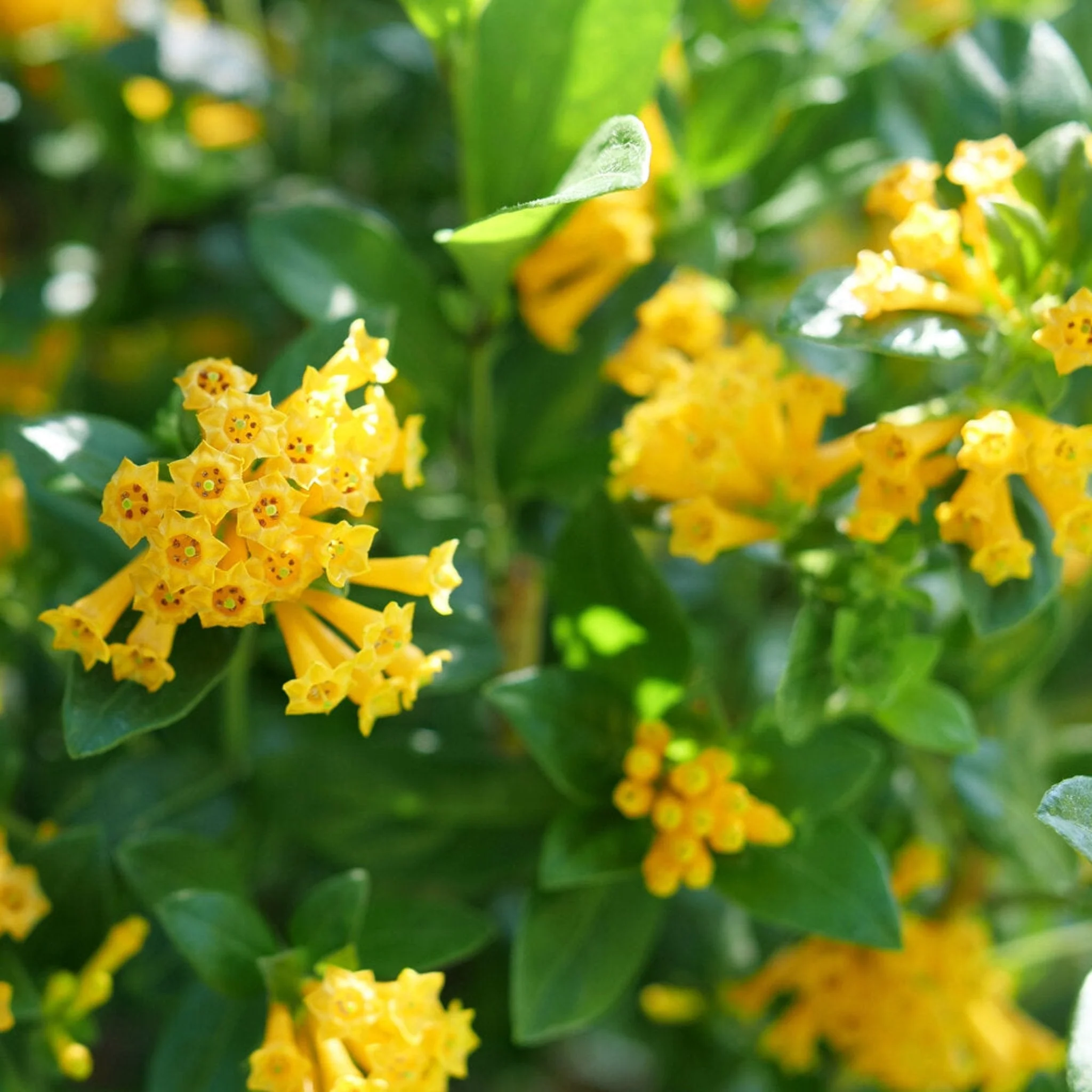 Juiced® Orange Jessamine - Image 2