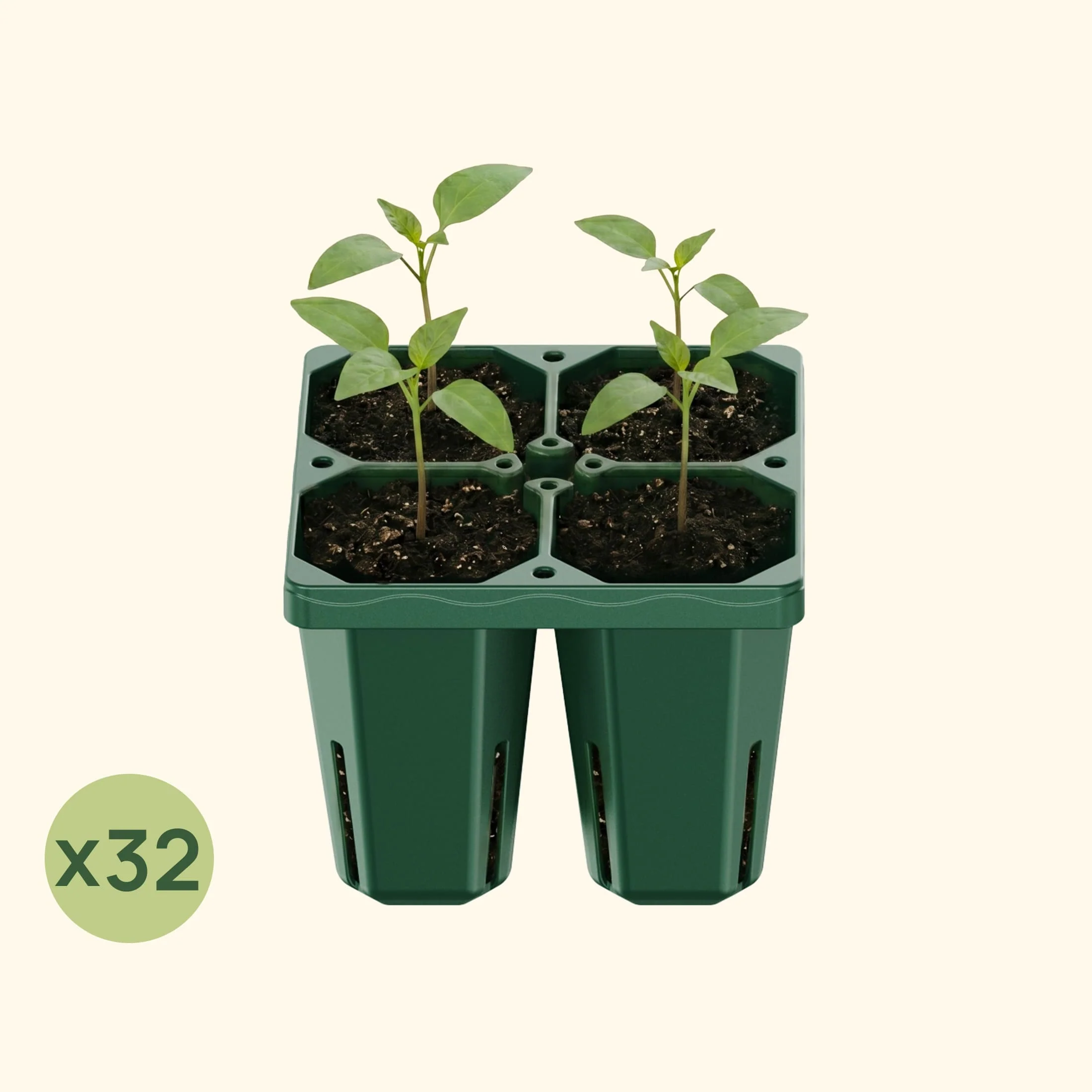 Jumbo Seedling Tray - 5" x 5" - Image 14