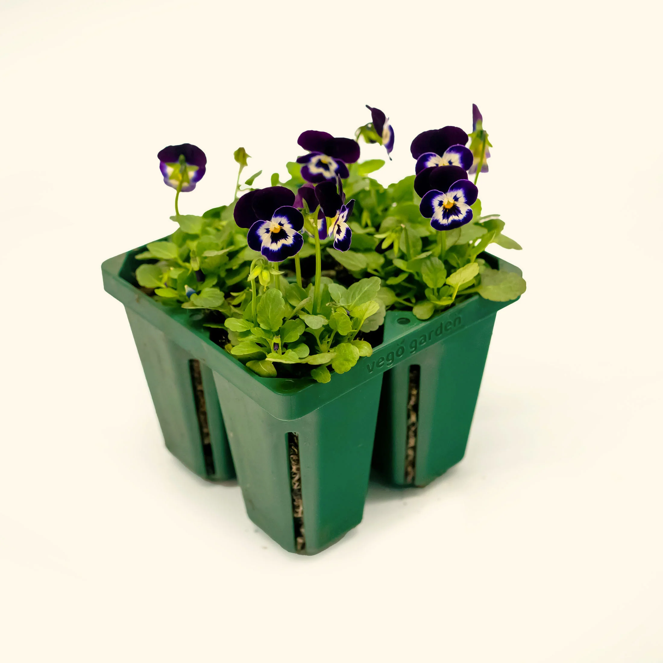 Jumbo Seedling Tray - 5" x 5" - Image 3
