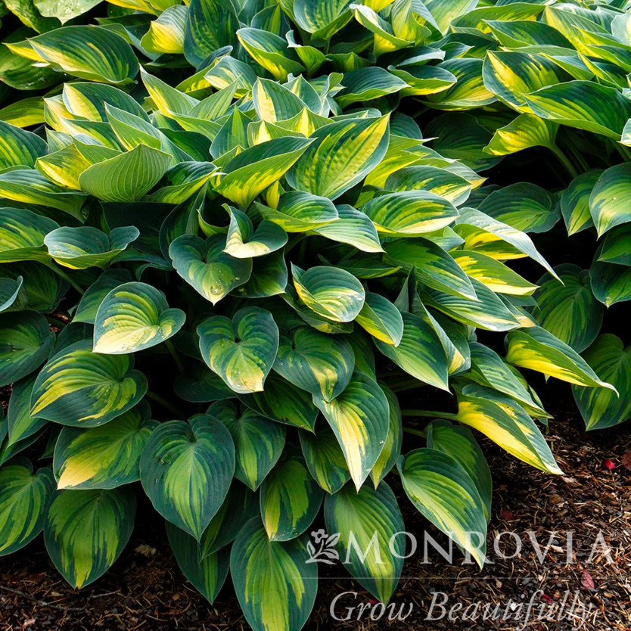 June Hosta - Image 2