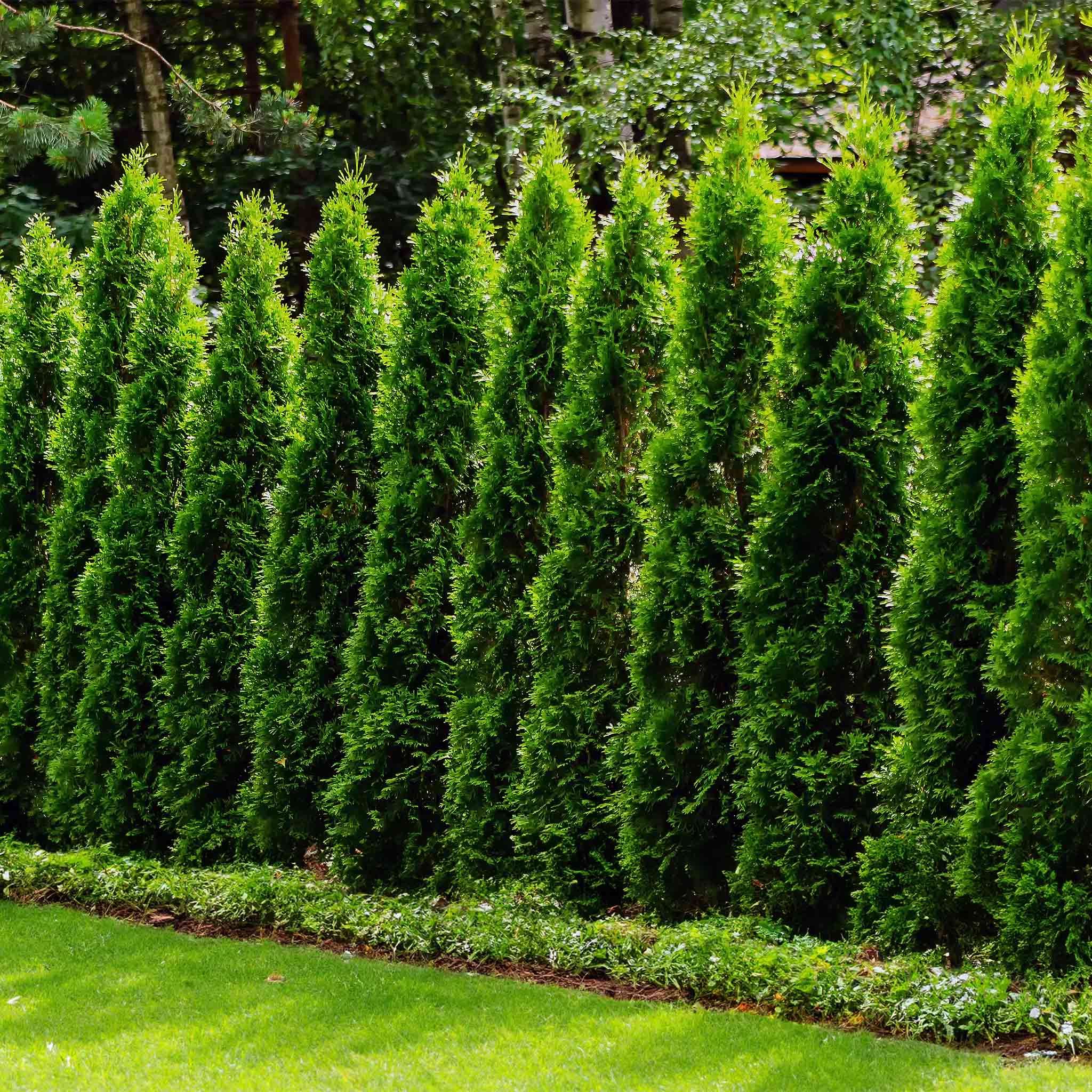 Junior Giant Thuja Tree - Image 2