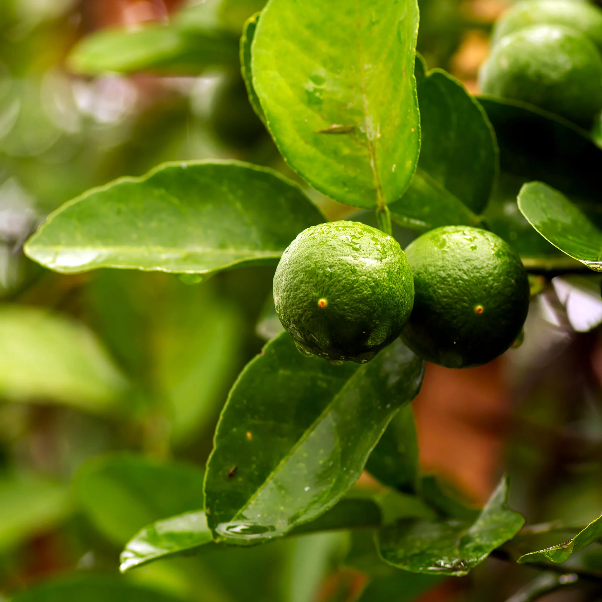 Key Lime Tree (CA) - Image 2