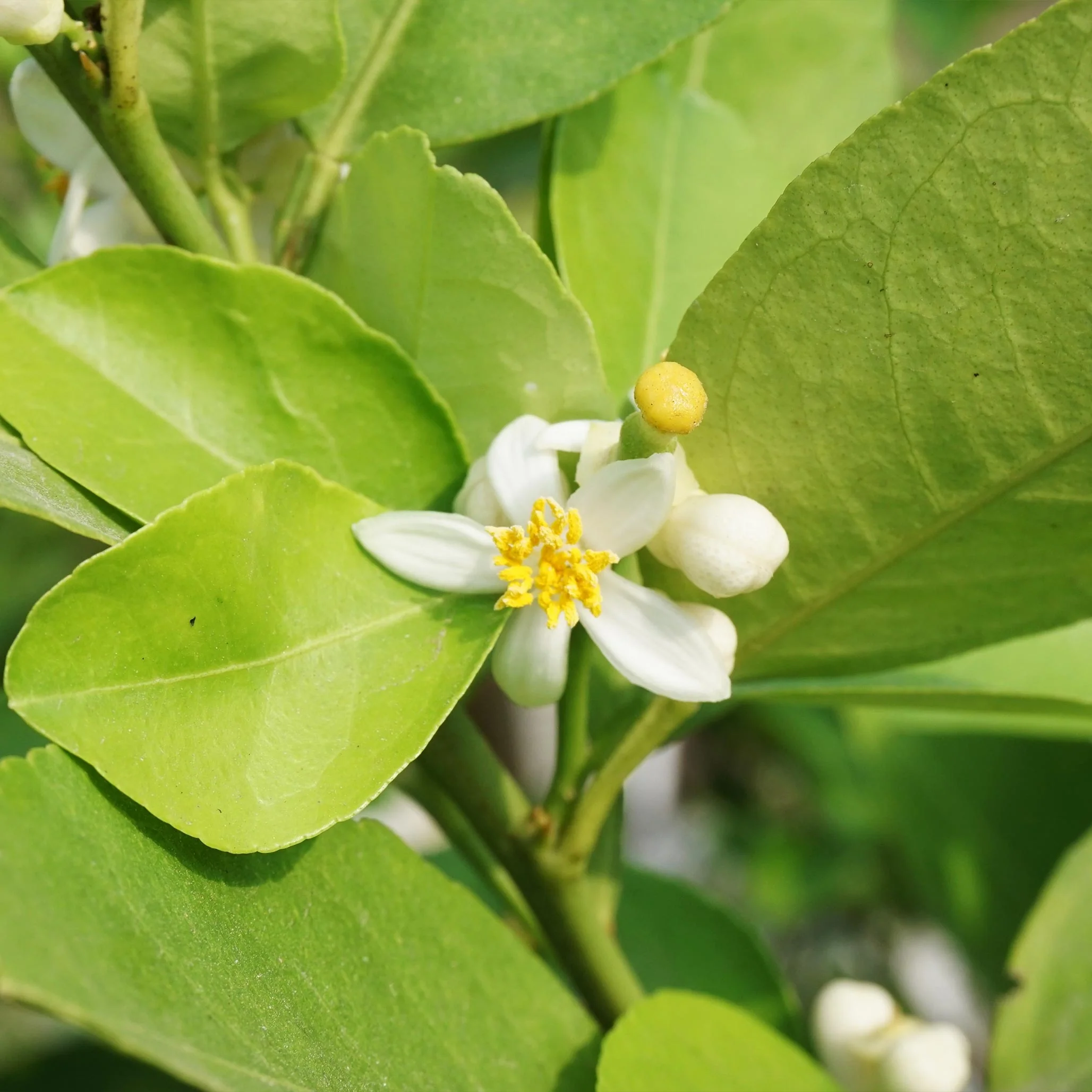 Key Lime Tree (CA) - Image 3