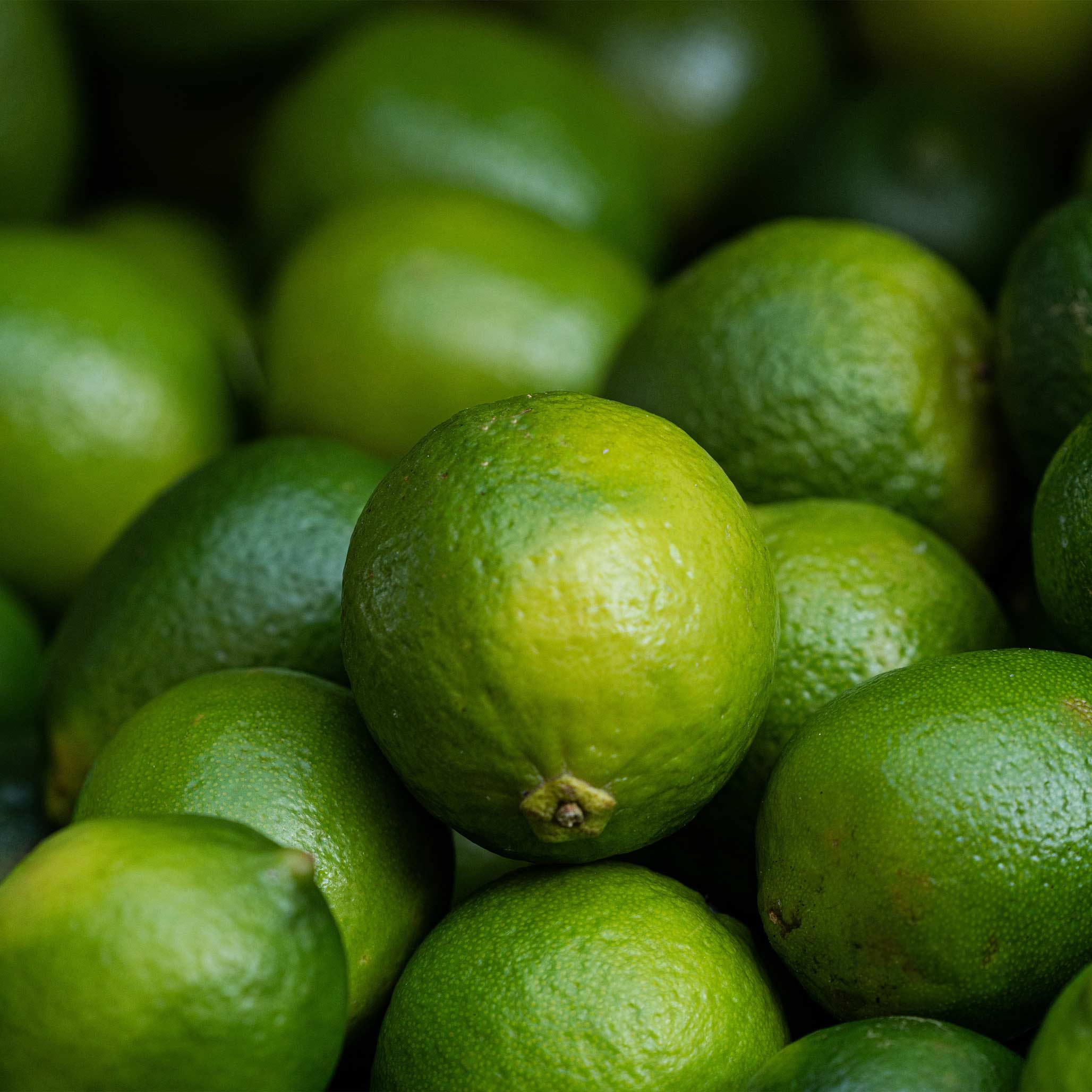 Key Lime Tree (CA) - Image 4