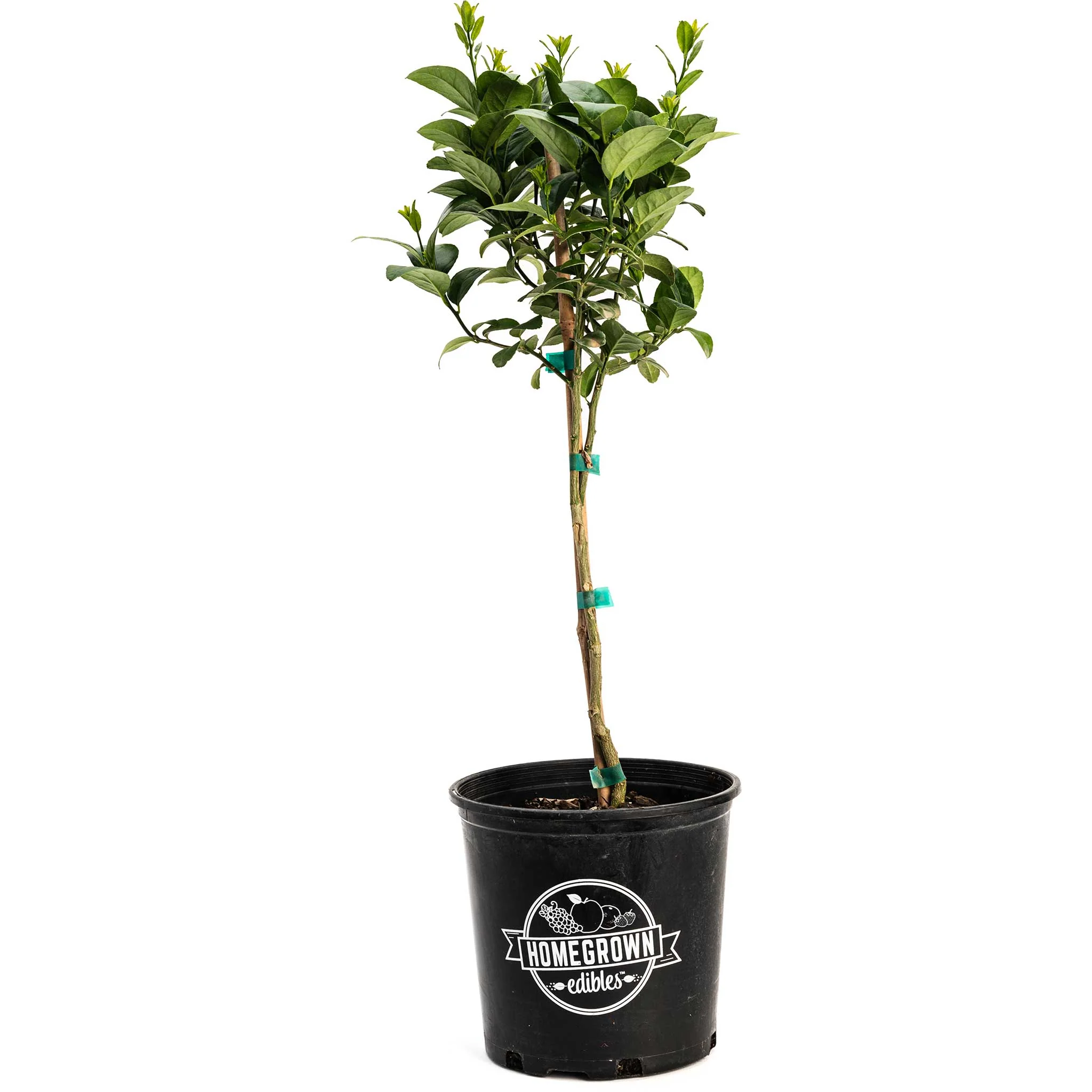 Key Lime Tree (CA) - Image 5