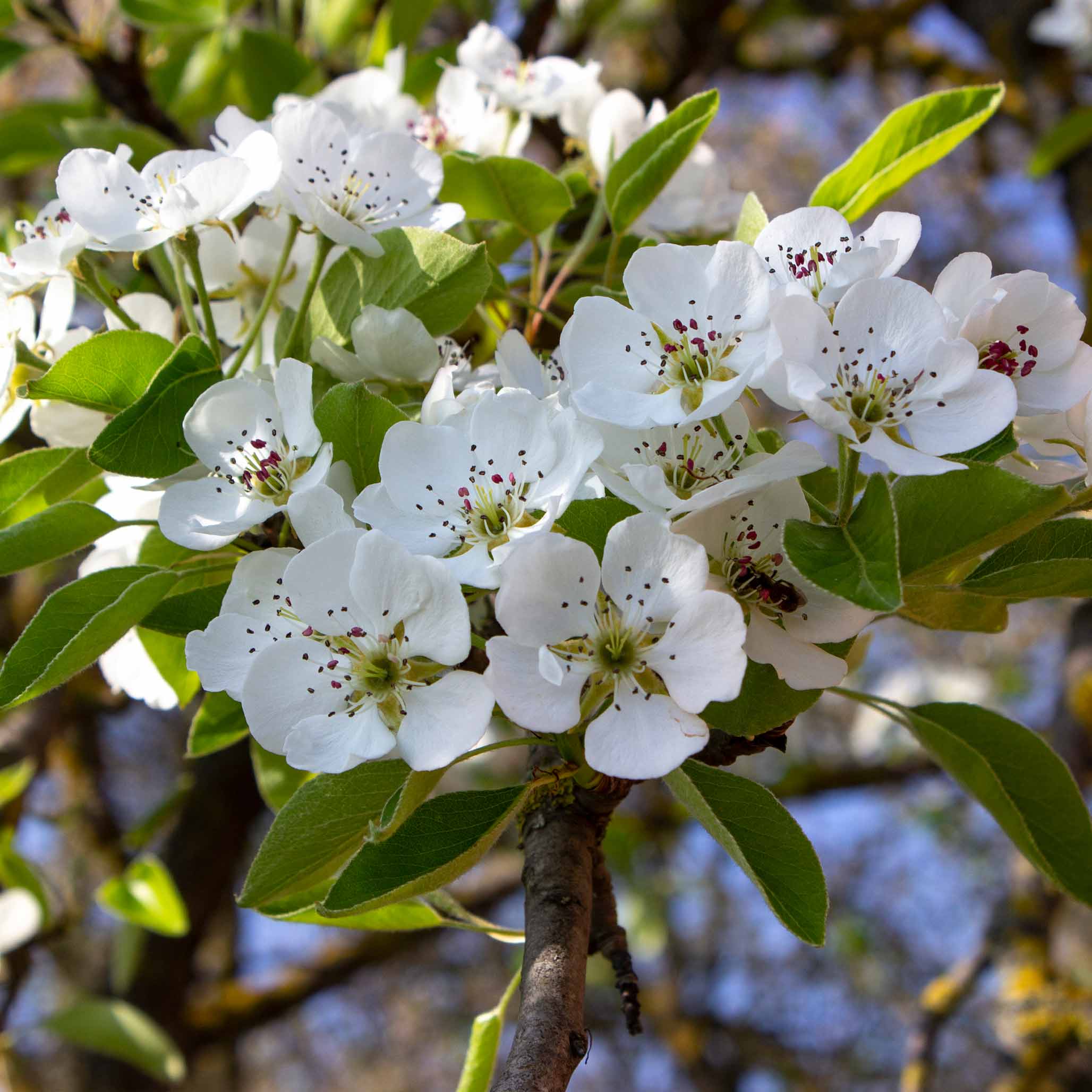 Kieffer Pear Tree - Image 2
