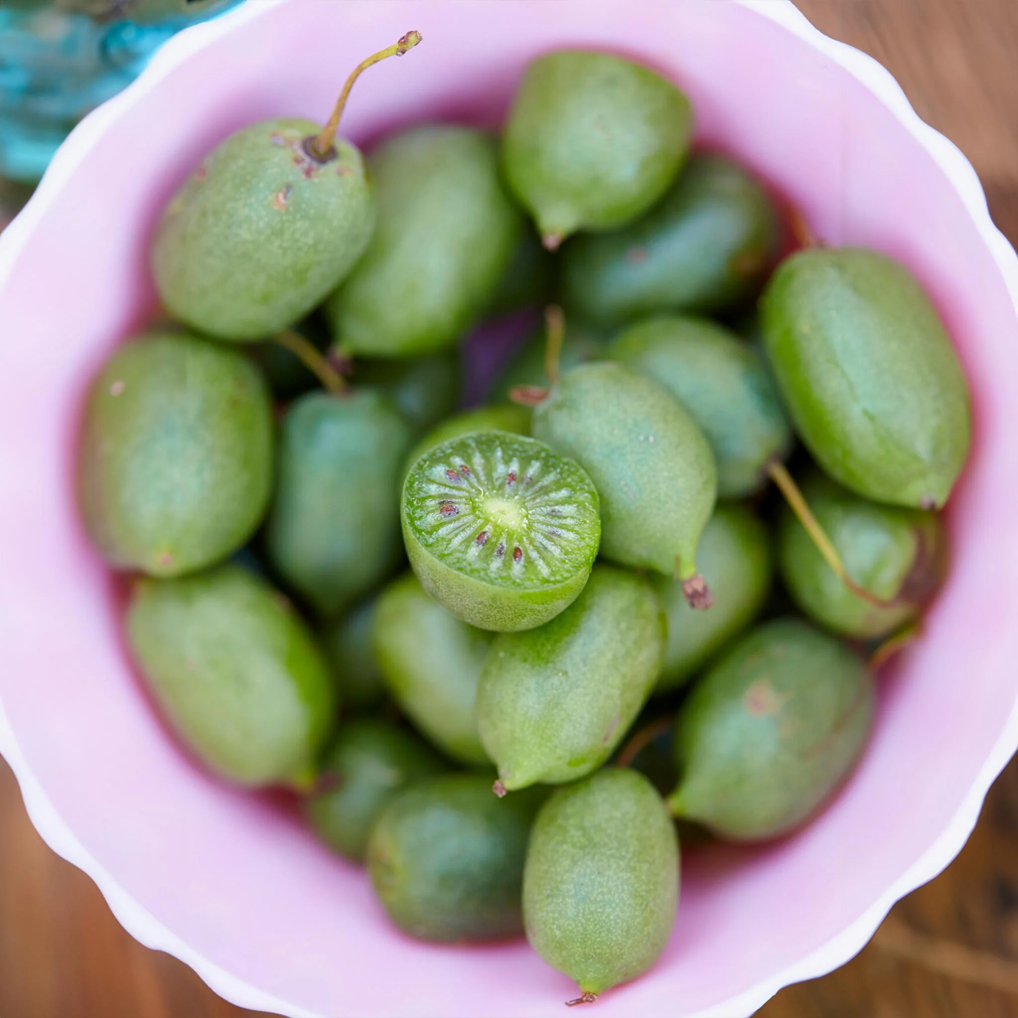 Kiwi - Prolific (Self Fertile) - Image 2