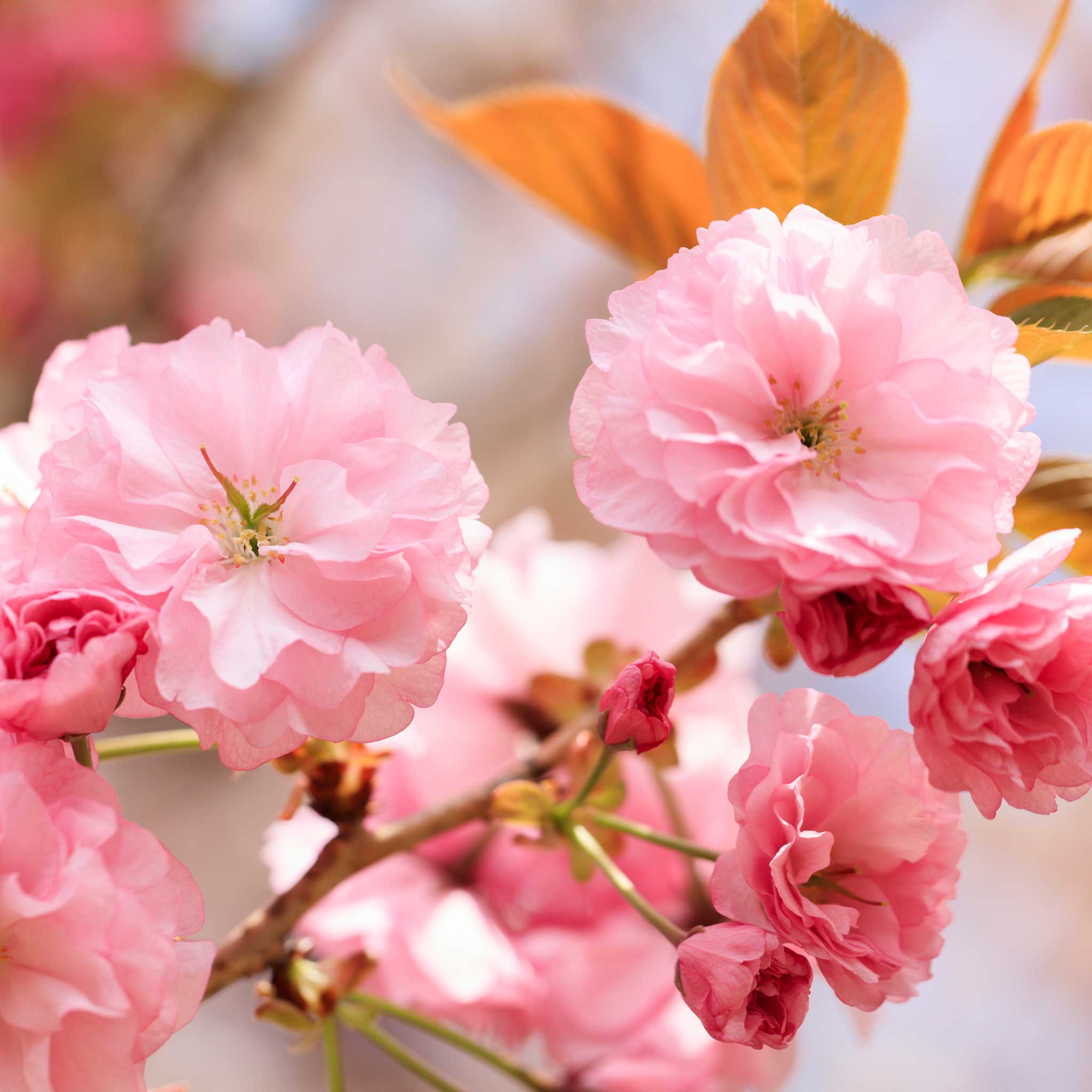Kwanzan Flowering Cherry Tree - Image 2