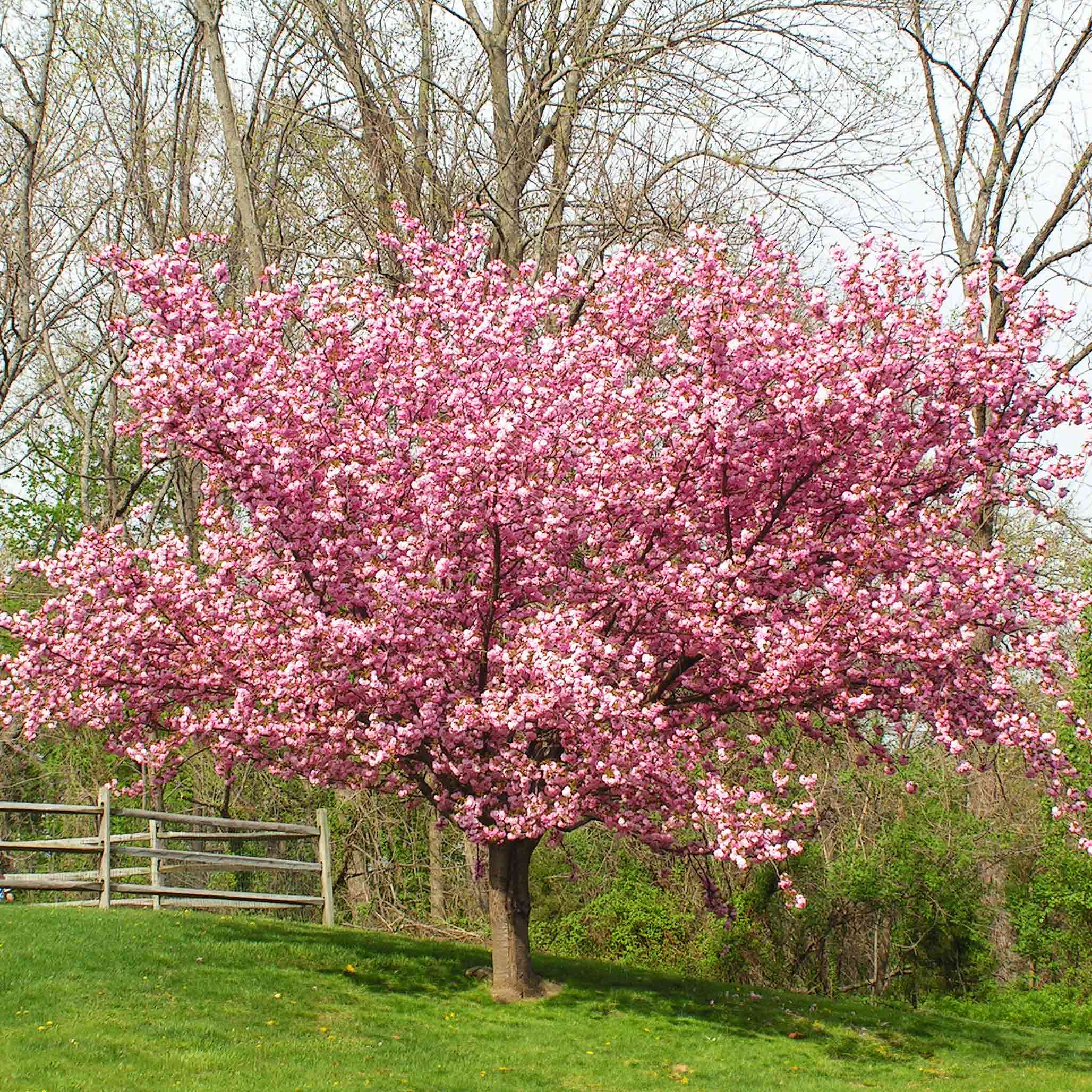 Kwanzan Flowering Cherry Tree - Image 3