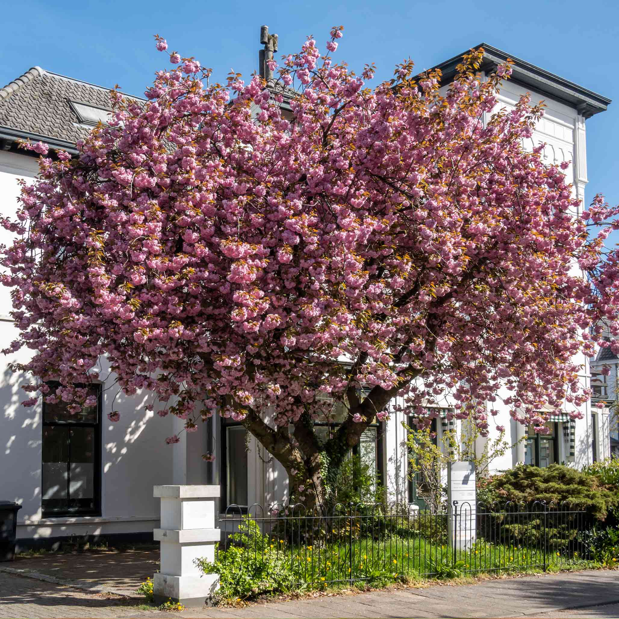 Kwanzan Flowering Cherry Tree - Image 4