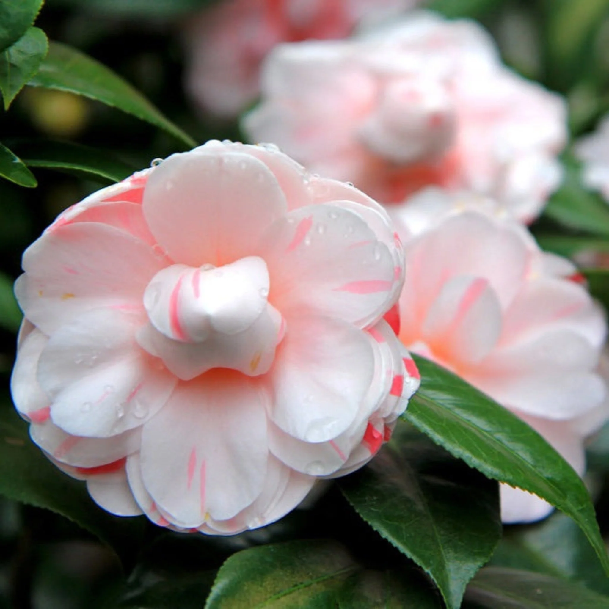 LA Peppermint Camellia - Image 2
