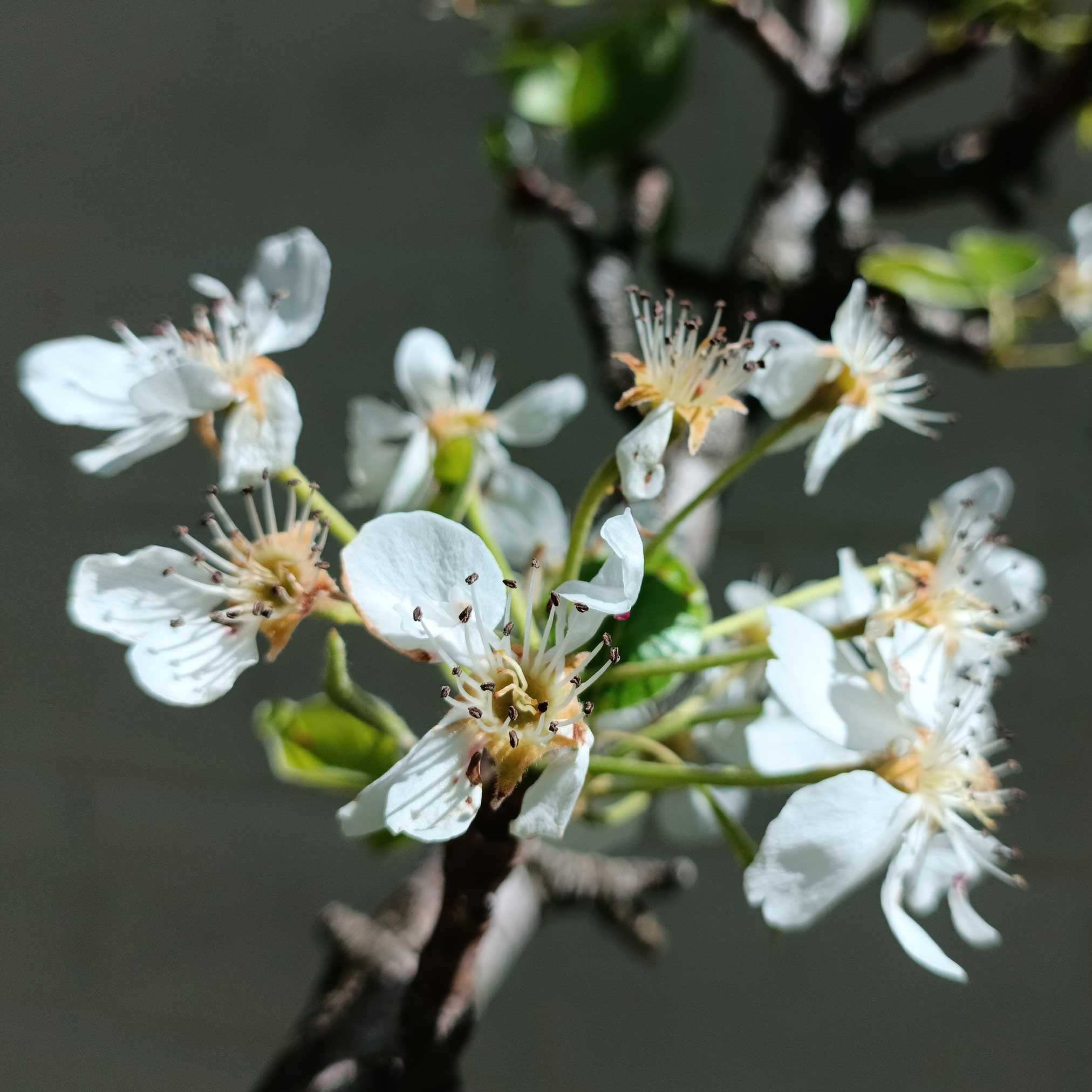 Lapins Cherry Tree - Image 2