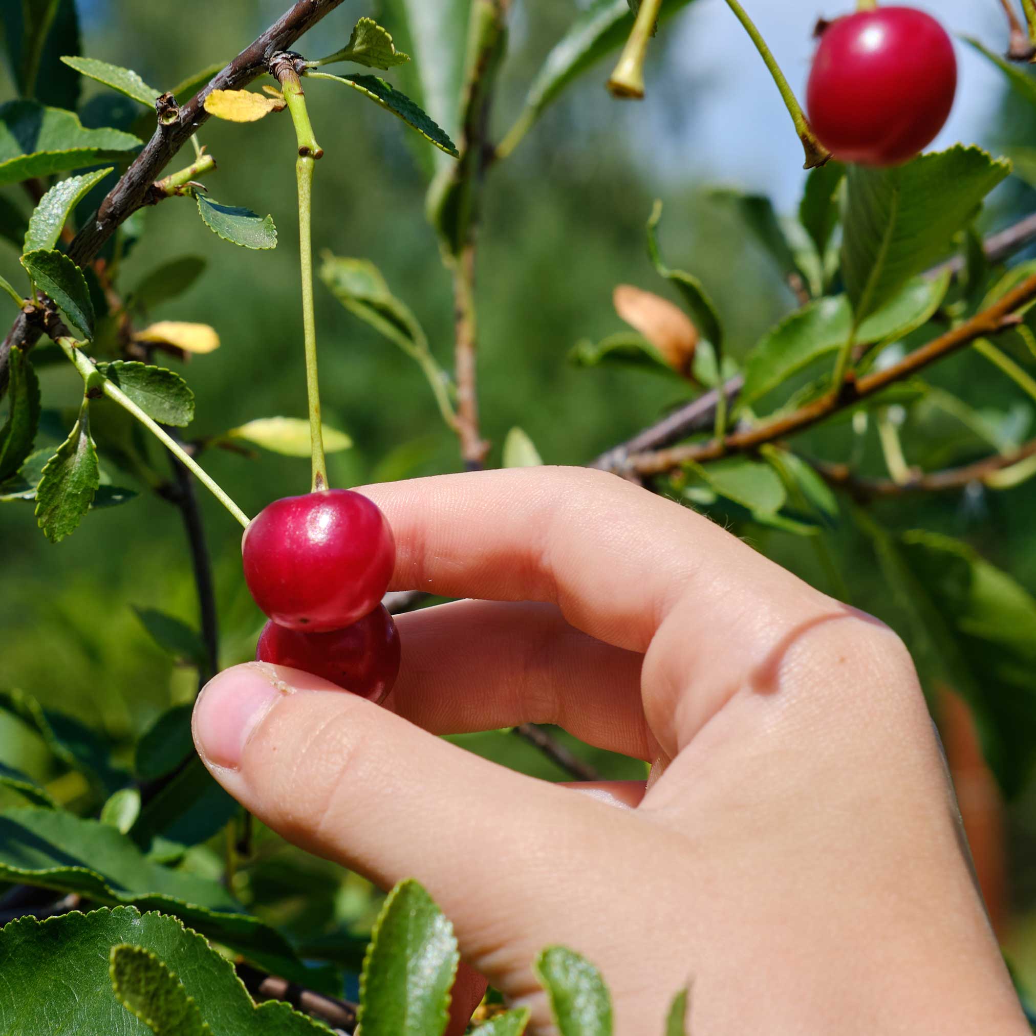 Lapins Cherry Tree - Image 3