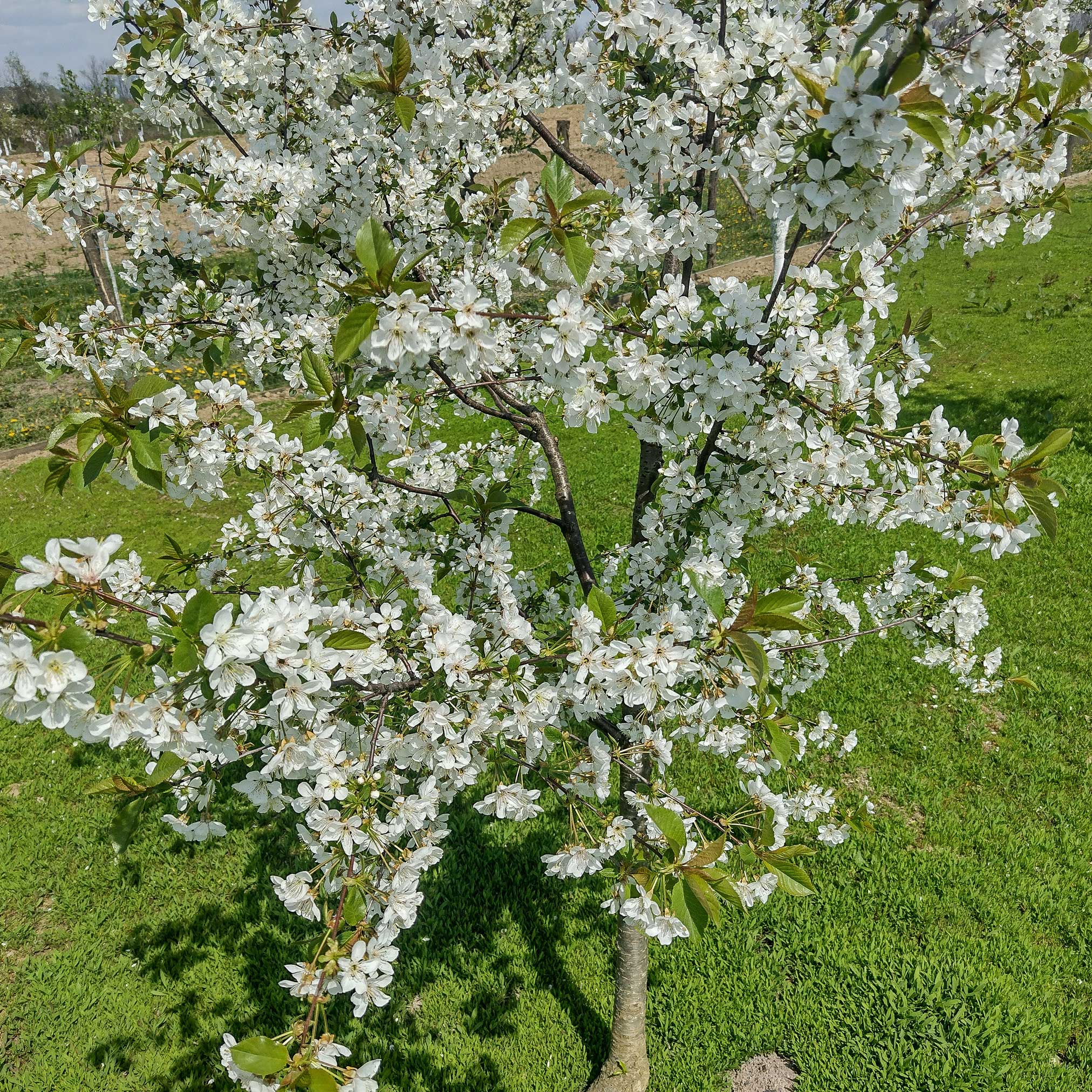 Lapins Cherry Tree - Image 4