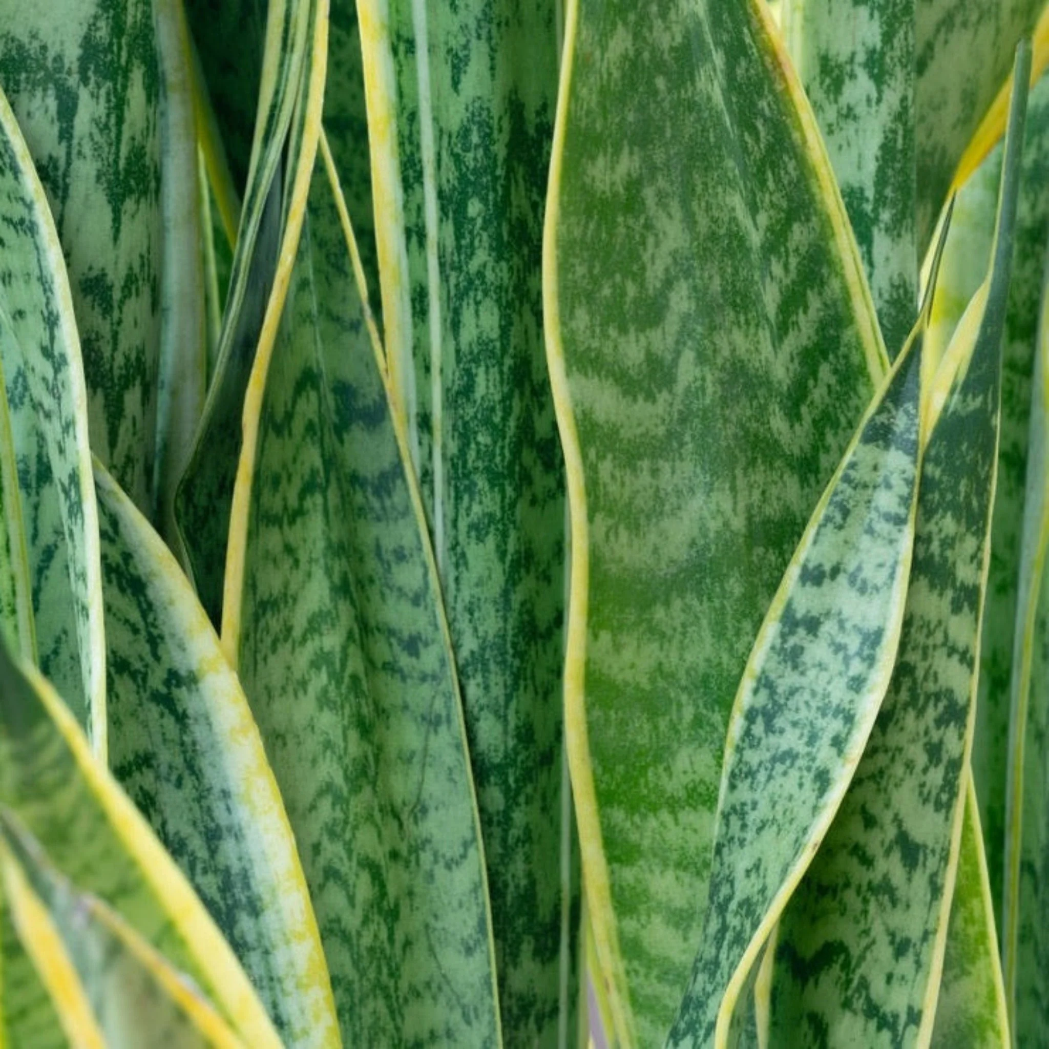Laurentii Snake Plant - Image 2