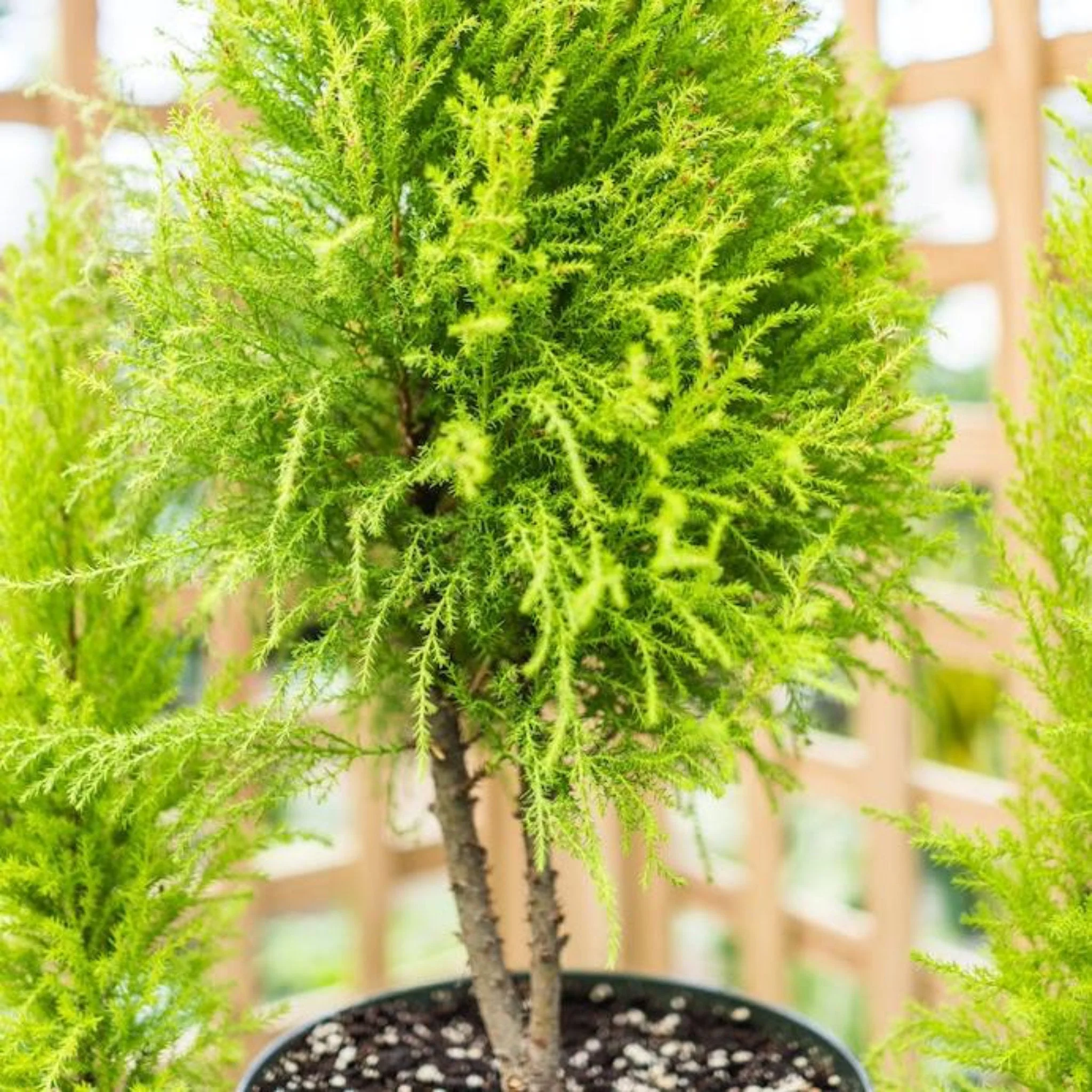 Lemon Cypress Tree Form Topiary - Image 2