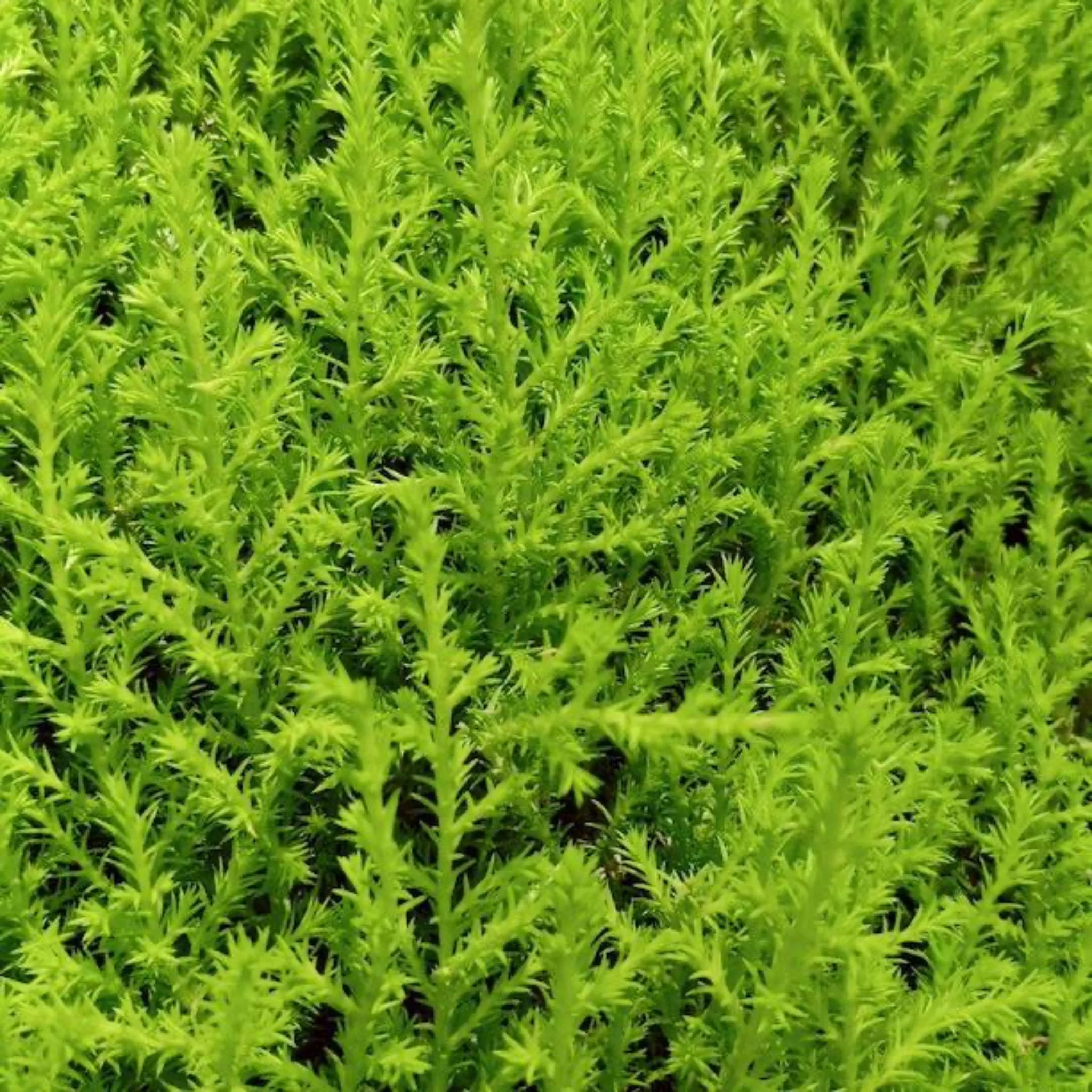 Lemon Cypress Tree Form Topiary - Image 3