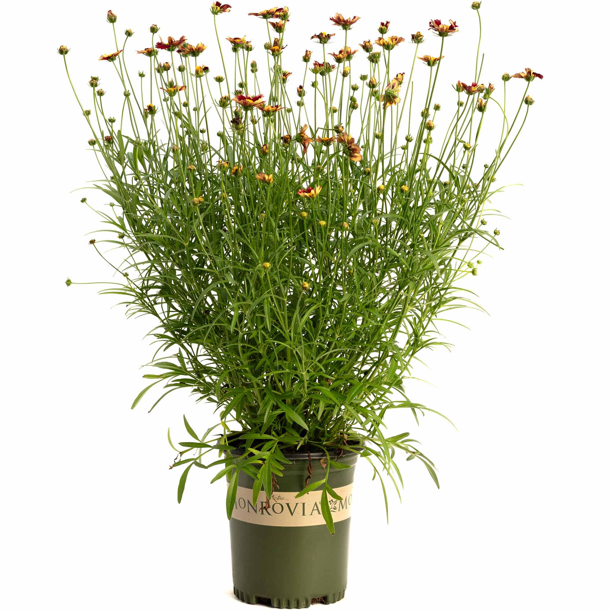Li'l Bang™ Red Elf Coreopsis - Image 2