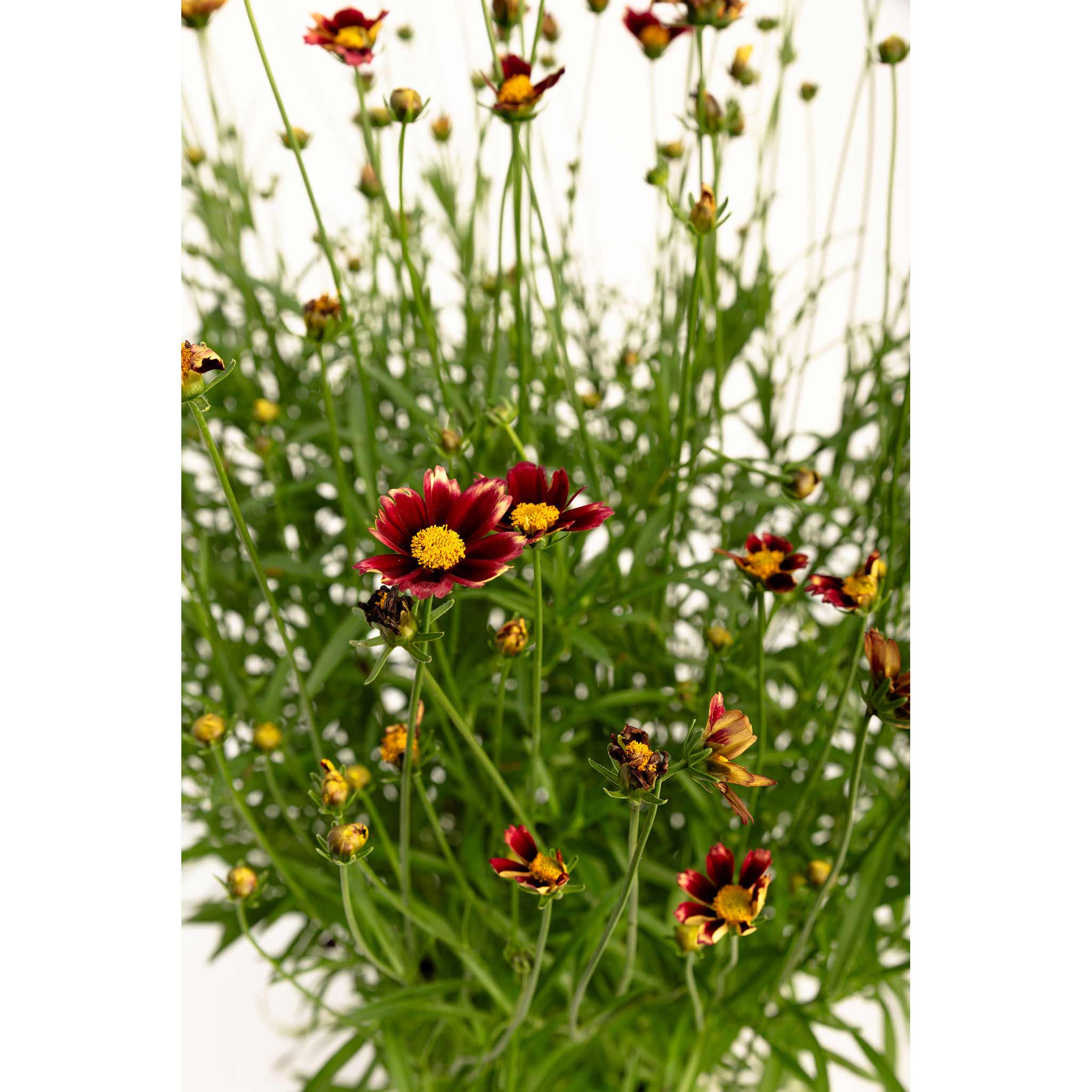 Li'l Bang™ Red Elf Coreopsis - Image 3
