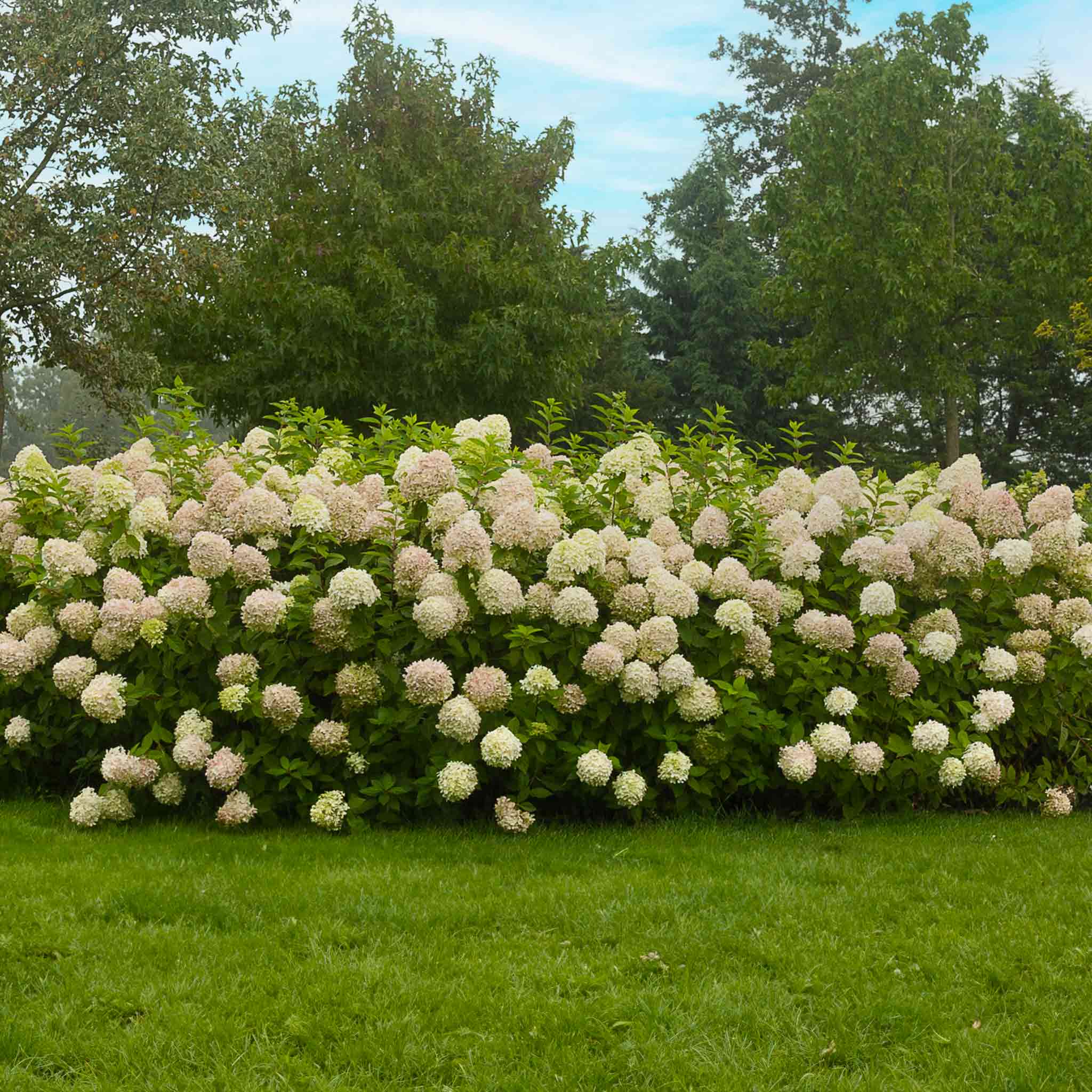 Limelight Hydrangea Tree - Image 2