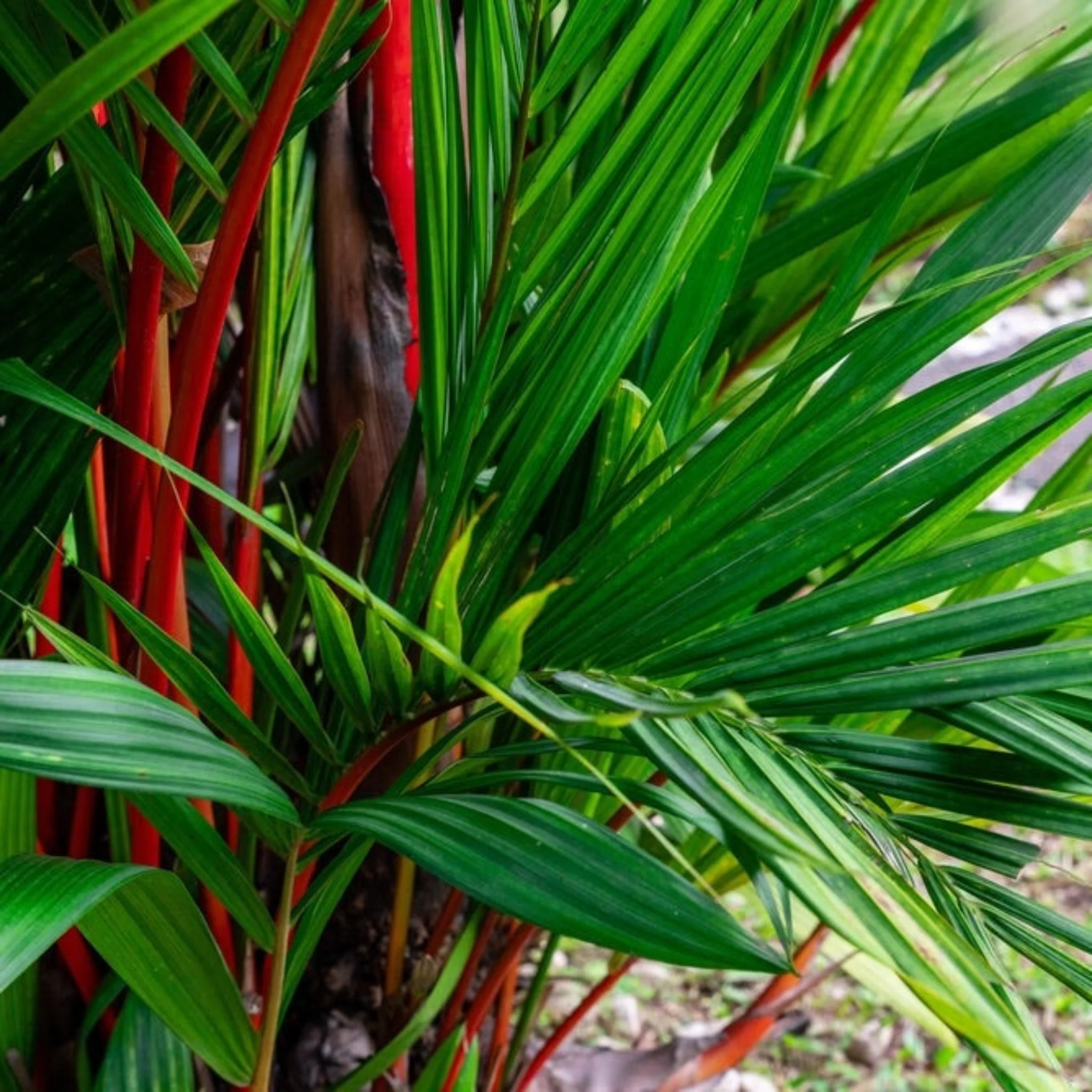Lipstick Palm - Image 2