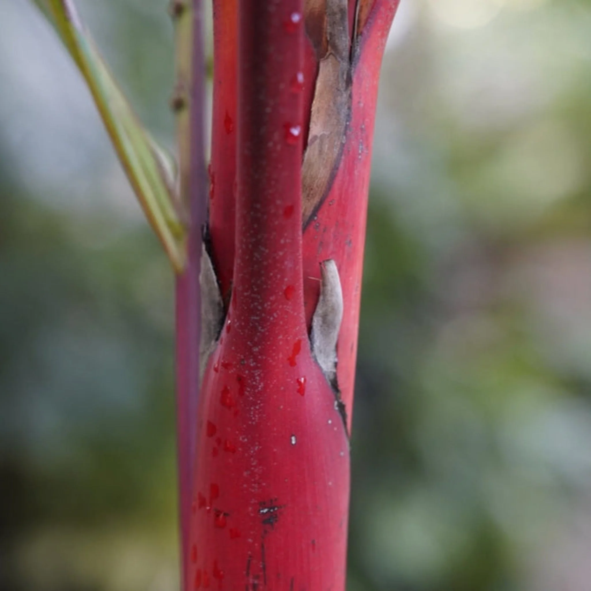 Lipstick Palm - Image 3