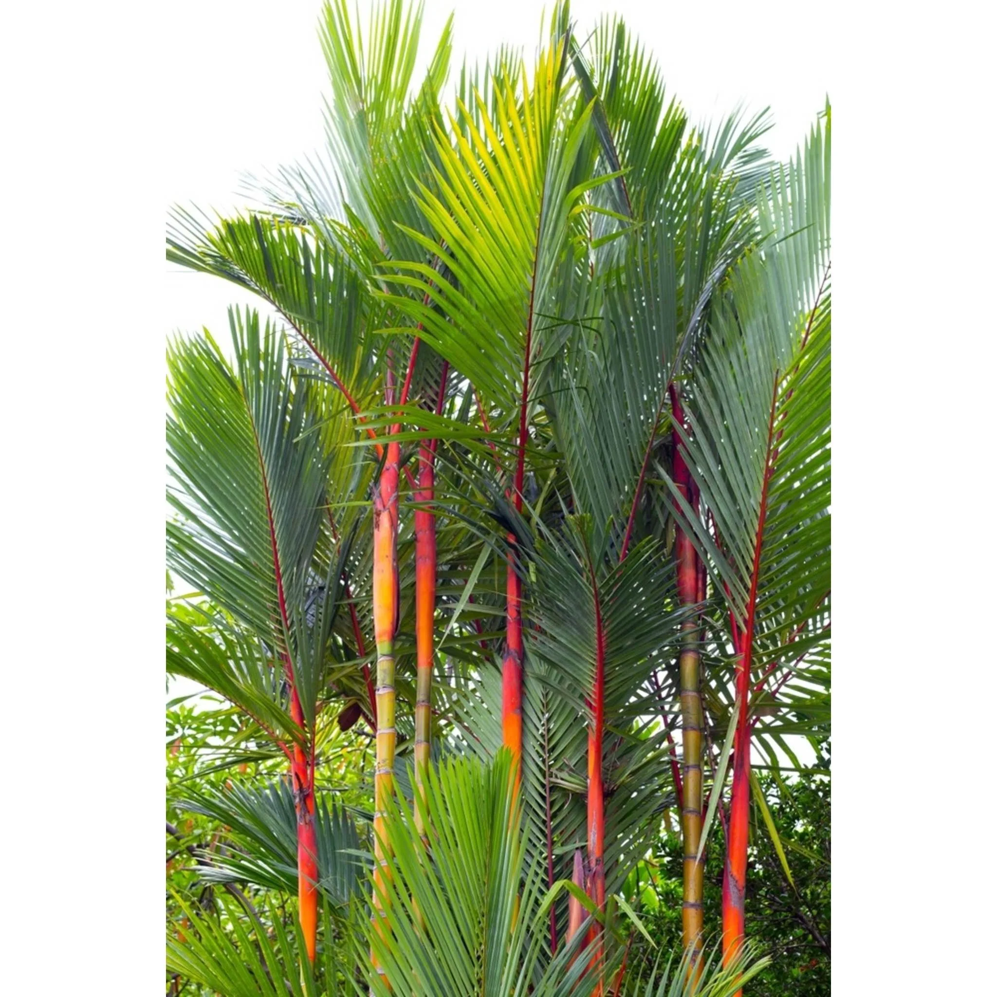 Lipstick Palm - Image 4