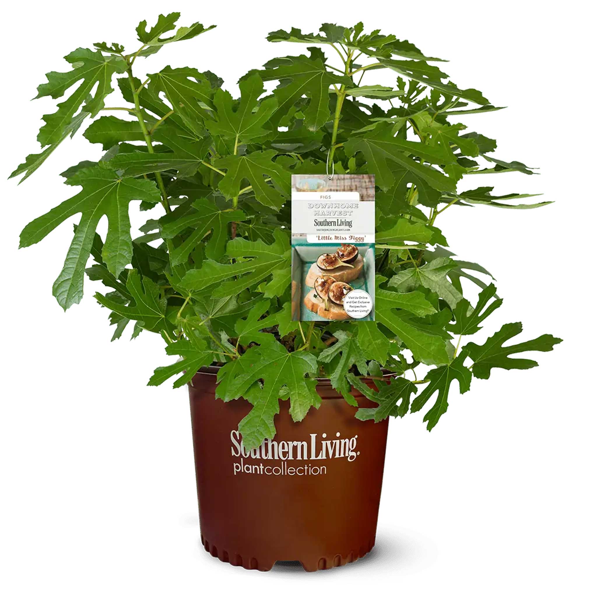Little Miss Figgy™ - Image 2