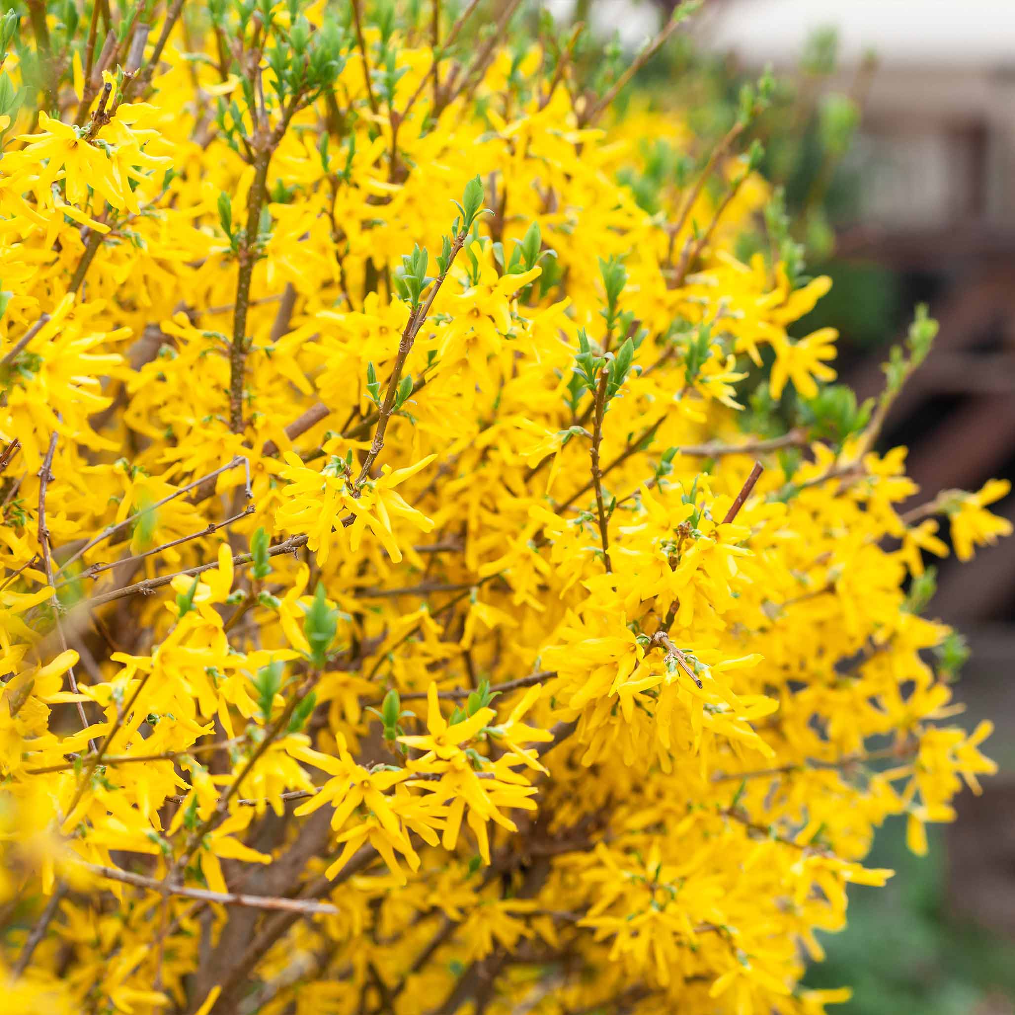 Lynwood Gold Forsythia Shrub - Image 2
